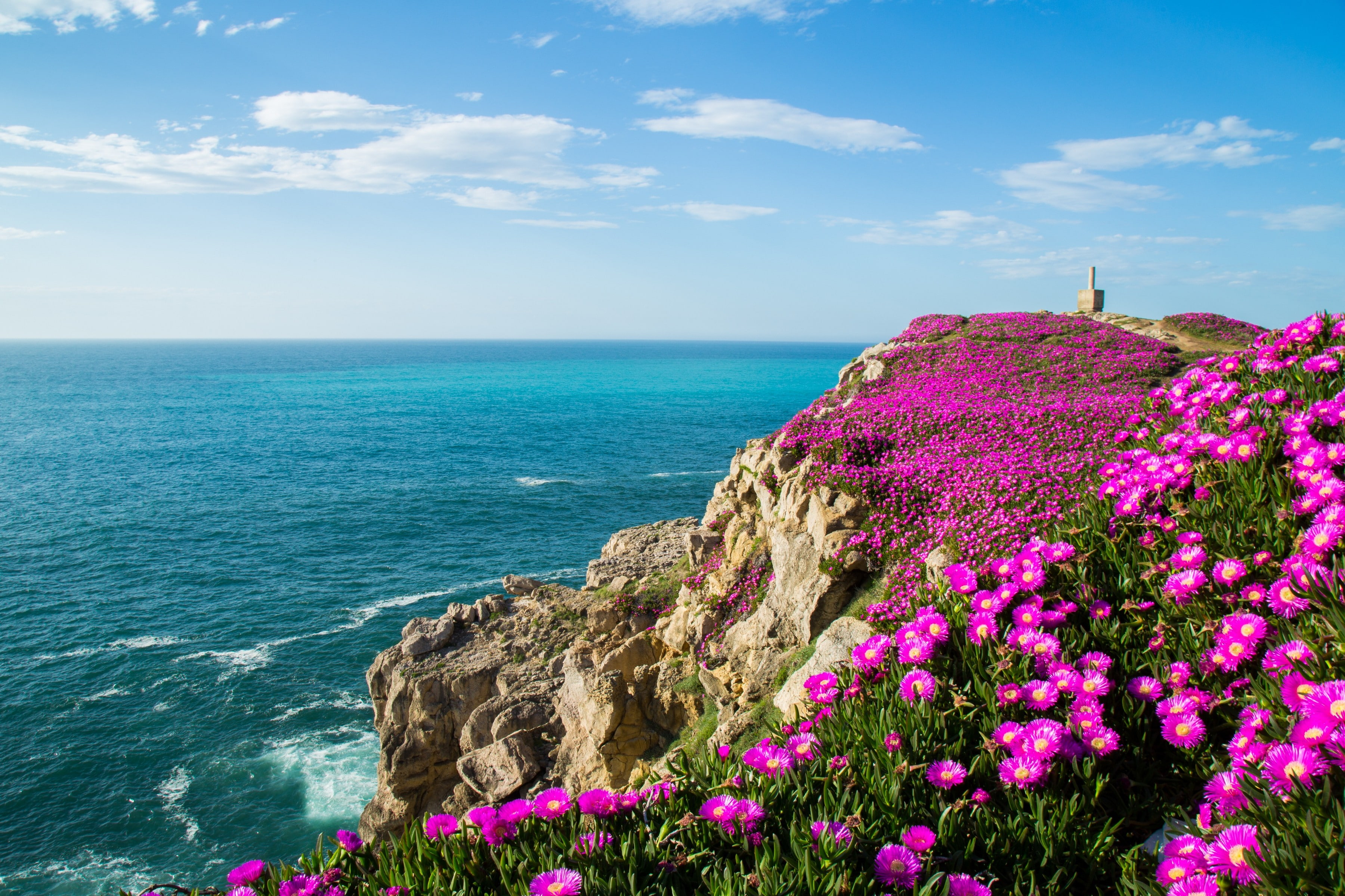english, Suances, daisy, coast, biscay, flowers, Spain, Cantabria, bay, rocks, pink, ocean, Biscay Bay, 2K, HD Wallpaper