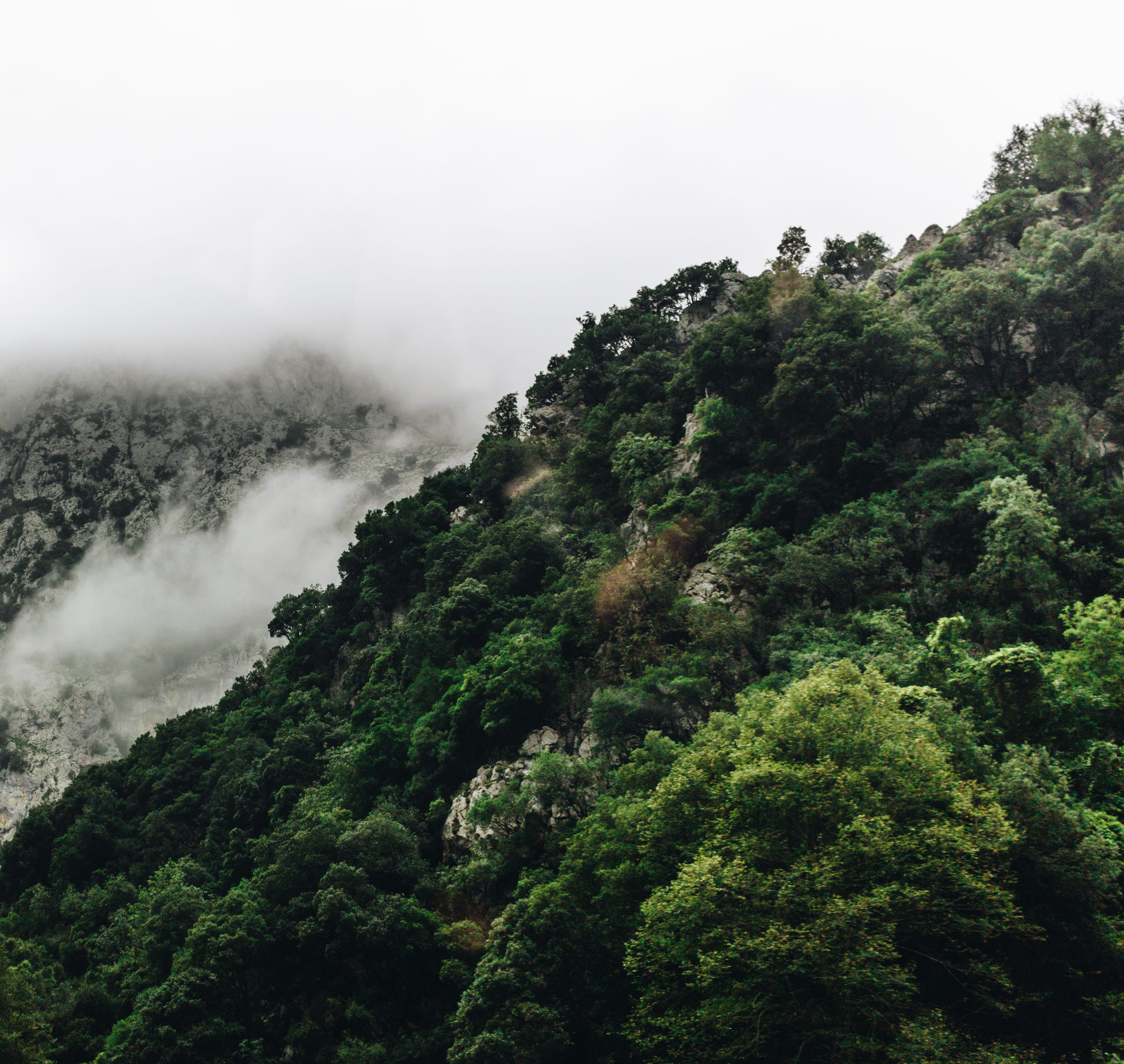 environment, scenics - nature, forest, beauty in nature, spain, montañas, tranquility, fog, lush foliage, trees, day, outdoors, green, mountains, non-urban scene, HD Wallpaper