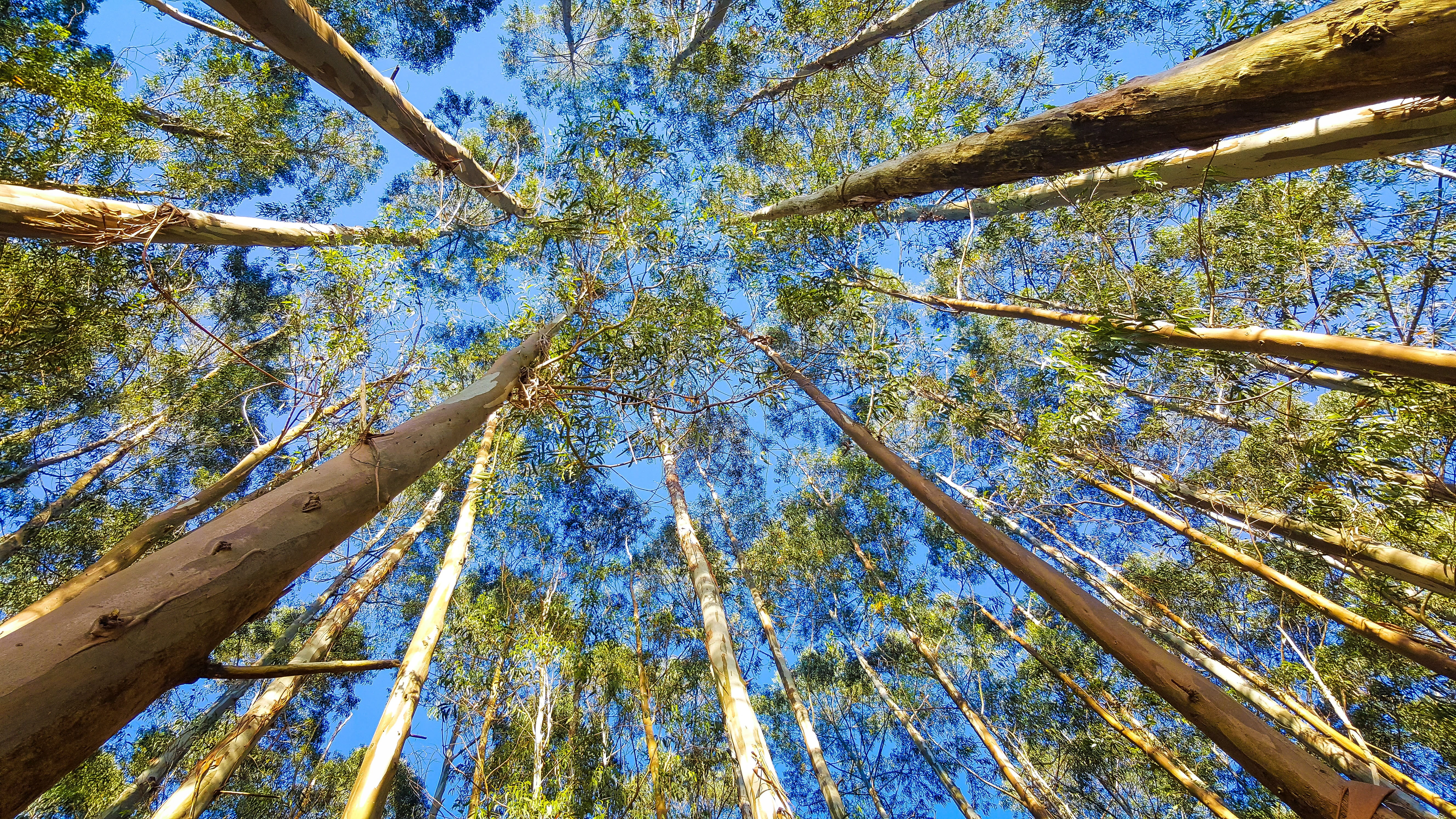 forest, tranquility, s, flora, worm, branch, outdoors, tree, day, cantabria, directly below, tall - high, tree canopy, land, tree trunk, bamboo - plant, HD Wallpaper