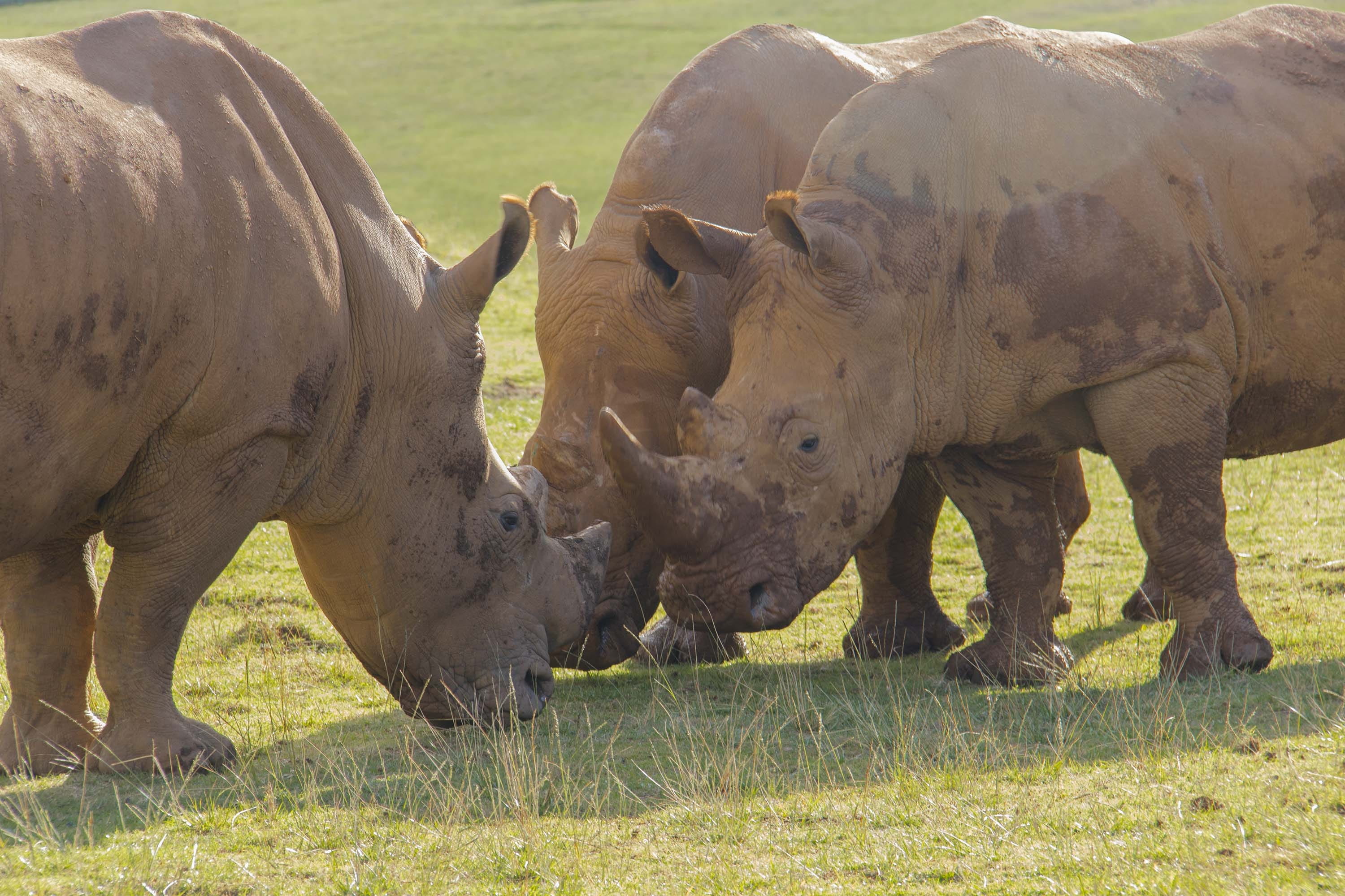 animal, rhino, cabarceno, animals in the wild, no people, group of animals, animals, zoo, wild, plant, young animal, nature, domestic animals, grass, outdoors, HD Wallpaper