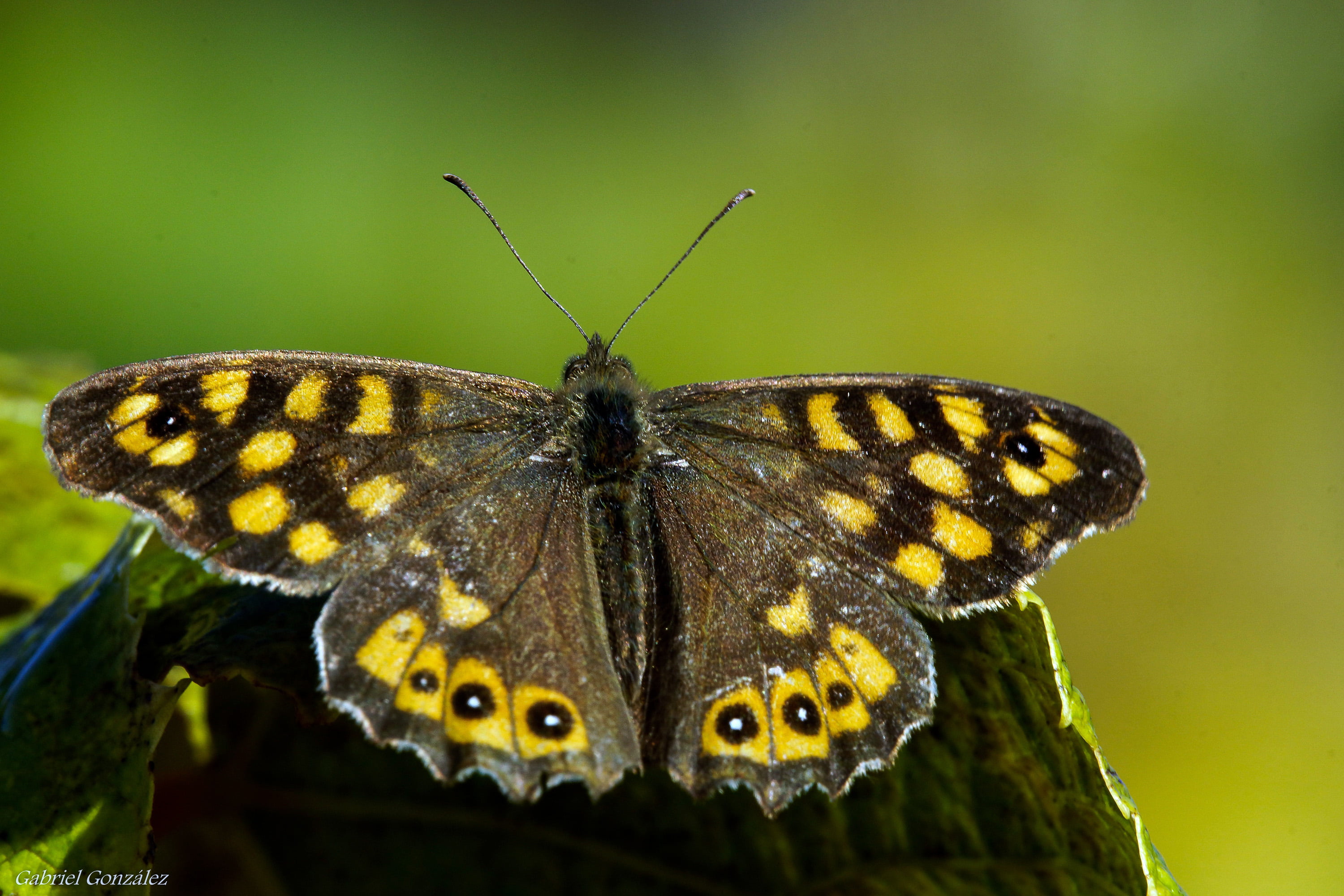 close-up, Xelo, wildlife, Tamron, butterflies, beauty In Nature, daytime, mariposas, butterfly, multi Colored, animal Wing, animal, insect, macro, black, HD Wallpaper