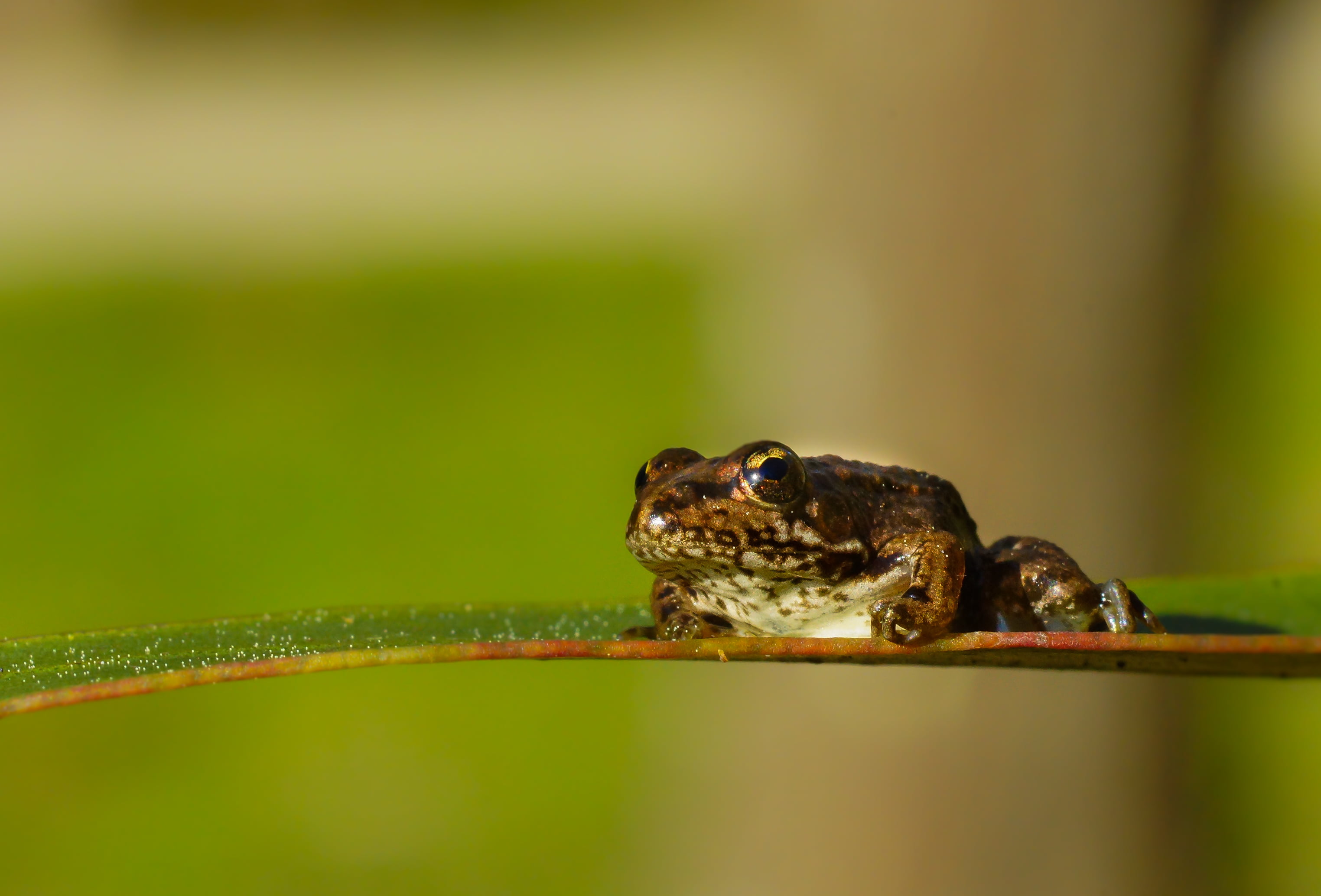 Galicia, green Color, Sony, tree Frog, wildlife, frog, brown frog, Gabriel, Photo, de, macro, close-up, leaf, brown, Xelo, rana, nature, amphibian, animal Eye, HD Wallpaper