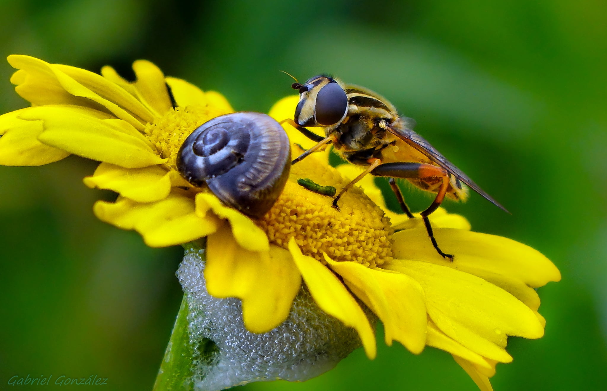 auto focus, plant, close-up, honey, flower, Coruña, de, Gabriel, auto, sunflower, honey Bee, pollination, summer, yellow, Galicia, RX, macro, animal, Sony, HD Wallpaper