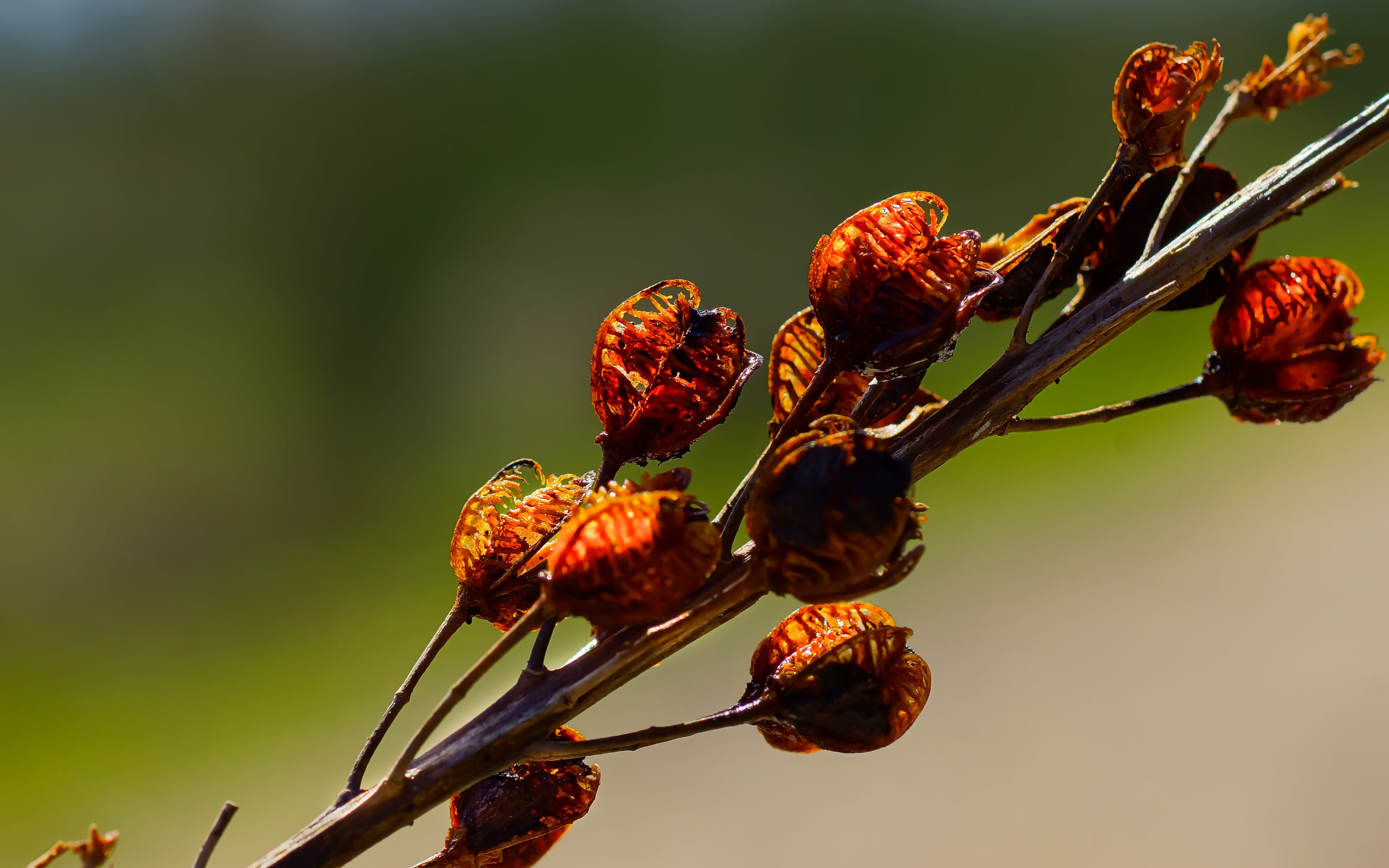 branch, Galicia, dry, 2K, nature, close up, Coruña, Minolta, flores, Gabriel, de, close-up, leaf, Sony, close, red, Photo, petaled, flower, A77, Xelo, HD Wallpaper