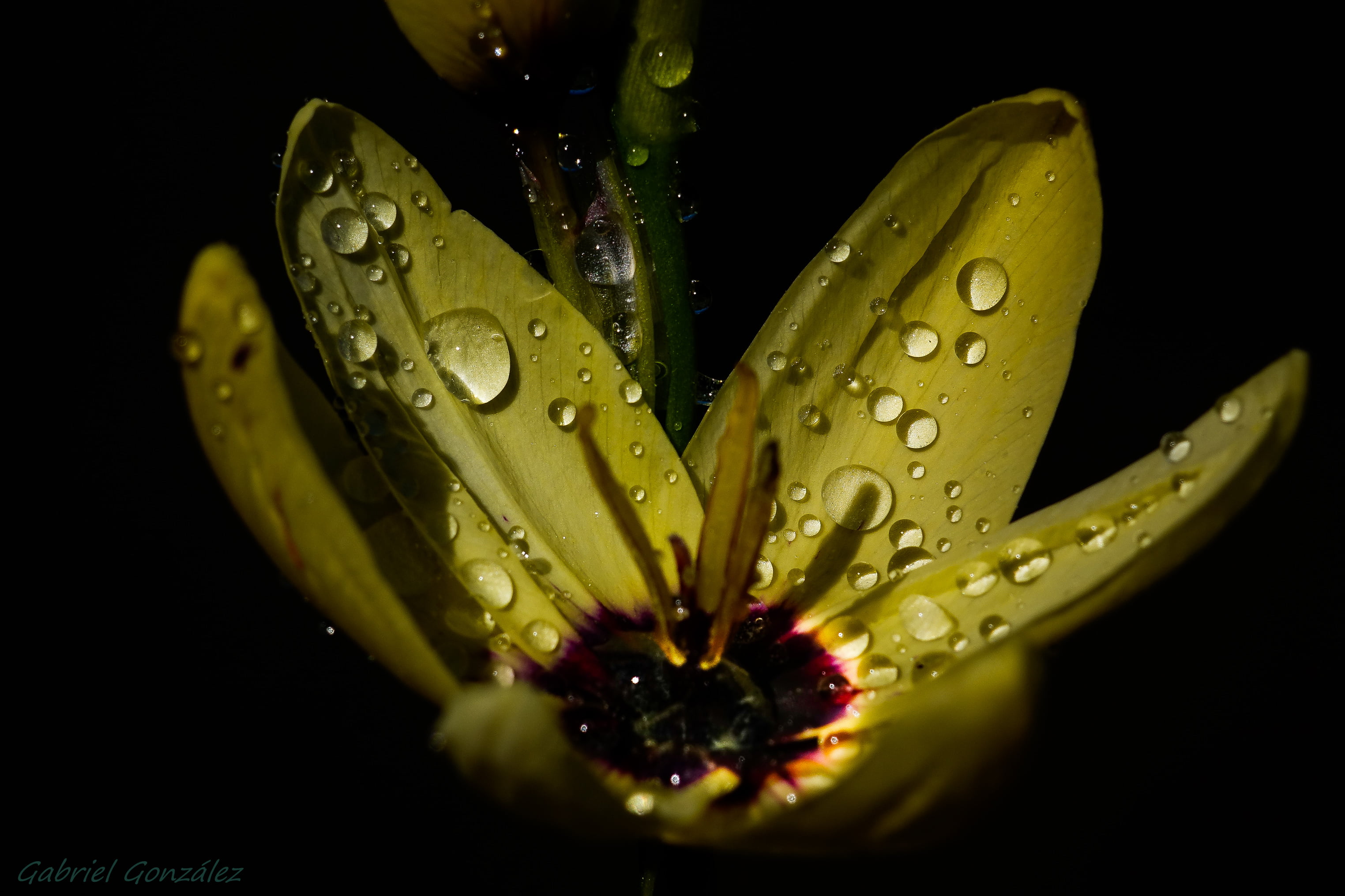 flower, Galicia, dew, Xelo, Photo, de, beauty In Nature, photography, flores, Gabriel, petal, DHG, drop, nature, micro, plant, 2K, macro, RX, Sony, close-up, HD Wallpaper