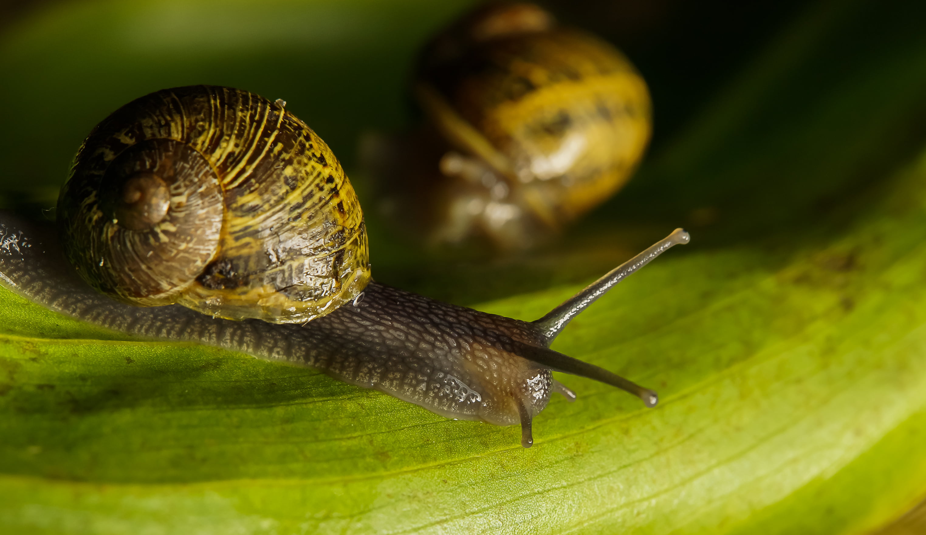 Xelo, Photo, snail, A77, crawling, slimy, plant, mollusk, close-up, 2K, Sony, Galicia, de, animals, animal, Snails, 60mm, Tamron, Gabriel, gastropod, macro, HD Wallpaper