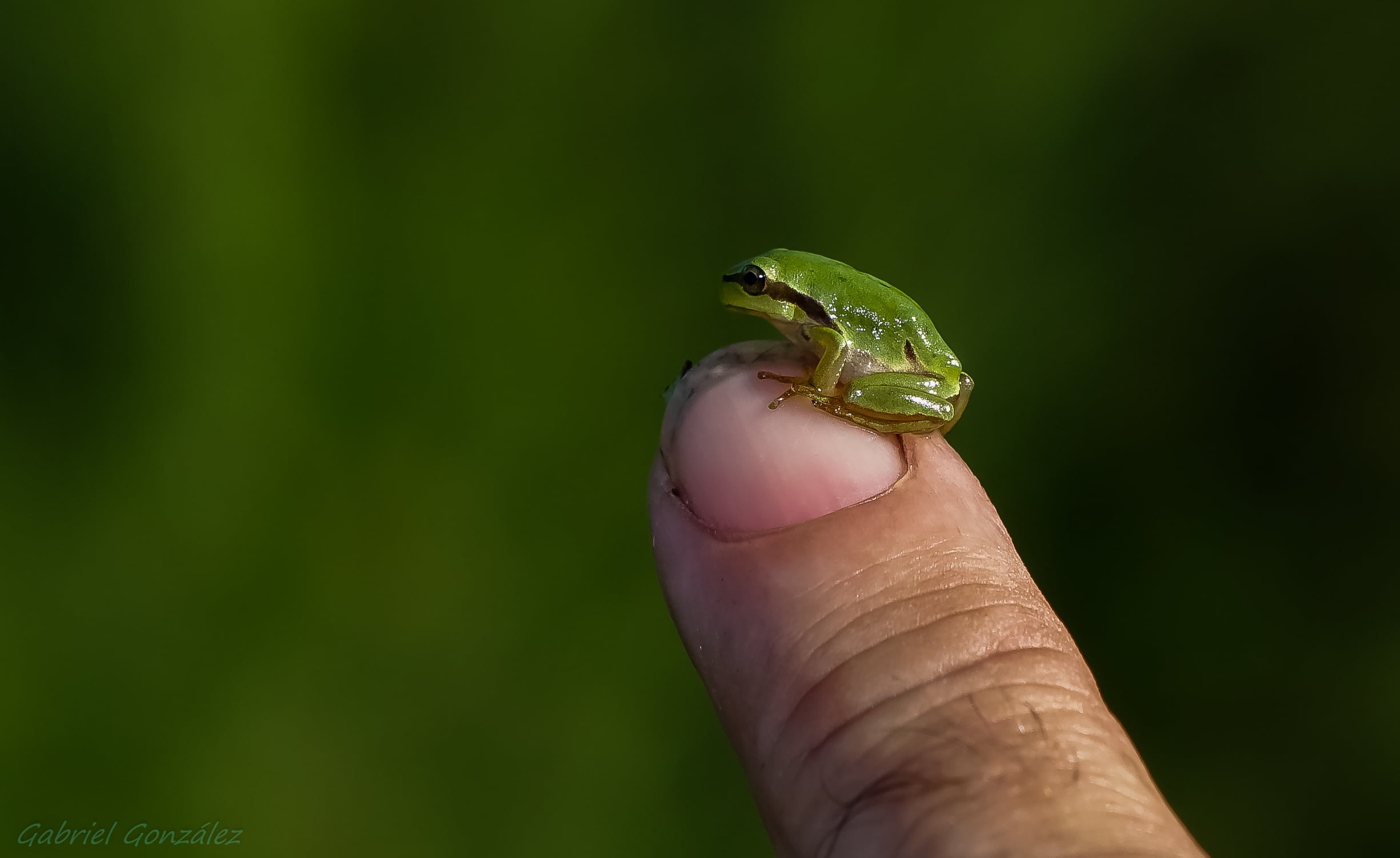 Hyla arborea, human, green frog, Gabriel, hyla, San Antonio, close-up, Galicia, RX, nature, animals, Photo, amphibian, frog, antonio, arborea, de, finger, HD Wallpaper