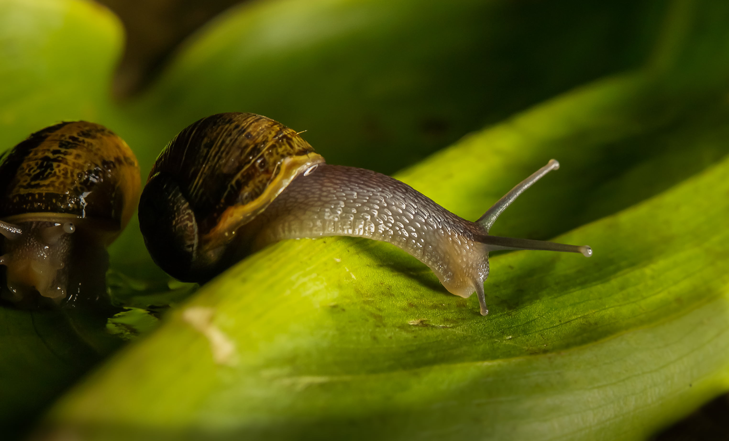 close-up, Sony, Coruña, Photo, Gabriel, snails, Galicia, Xelo, wildlife, green, Tamron, 60mm, slow, 2K, slimy, de, caracoles, brown, animals, nature, A77, HD Wallpaper