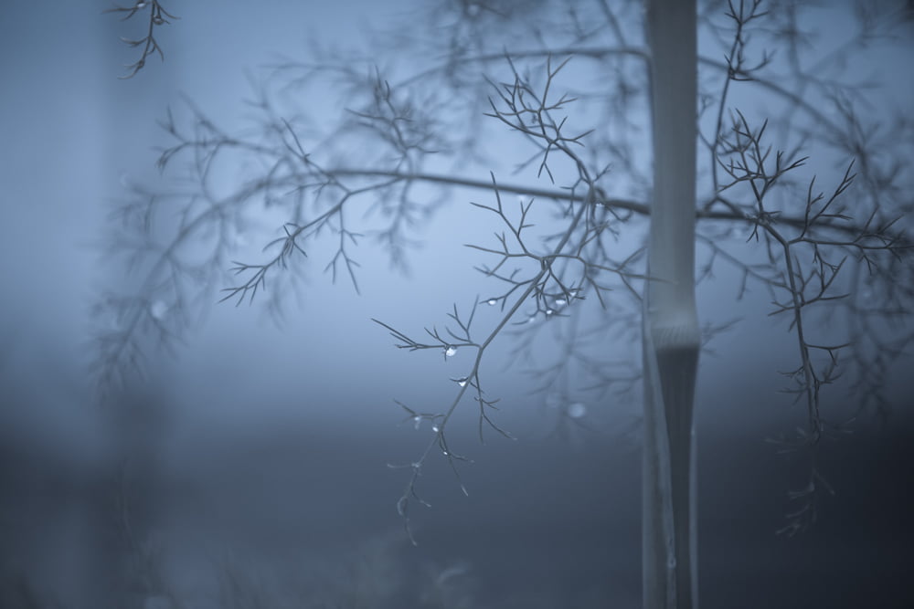 auga, frost, agua, snow, photo, winter, tree, coruña, galiza, 480P, dew, water, españa, branch, galicia, cold - Temperature, drops, spain, closeup, plant, HD Wallpaper