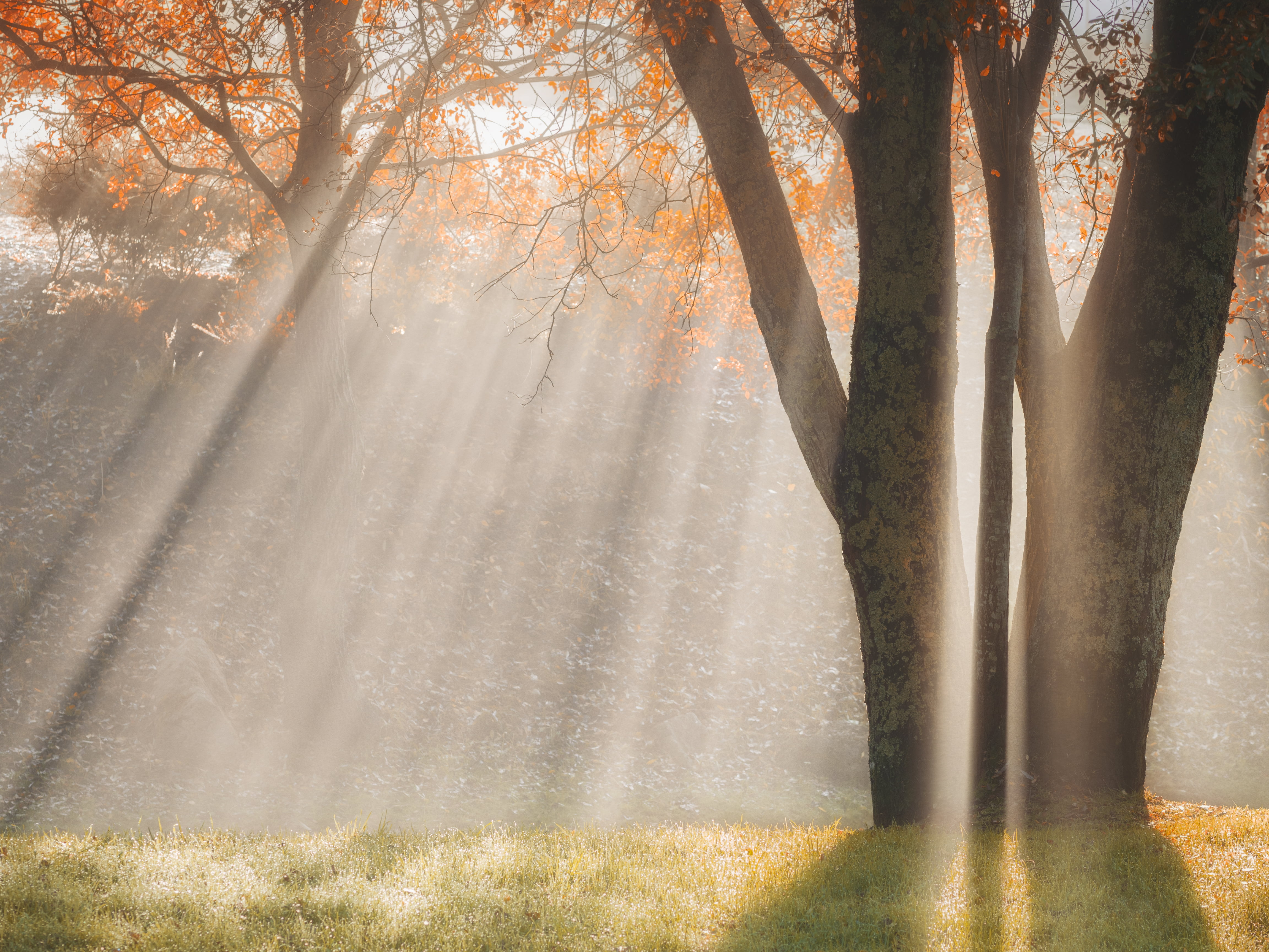 photo, outdoors, omd, galiza, zuiko, leaf, tree, m43, santiago  de  compostela, tree trunk, pus, season, nature, daytime, fog, 4K, landscape, beauty In Nature, HD Wallpaper