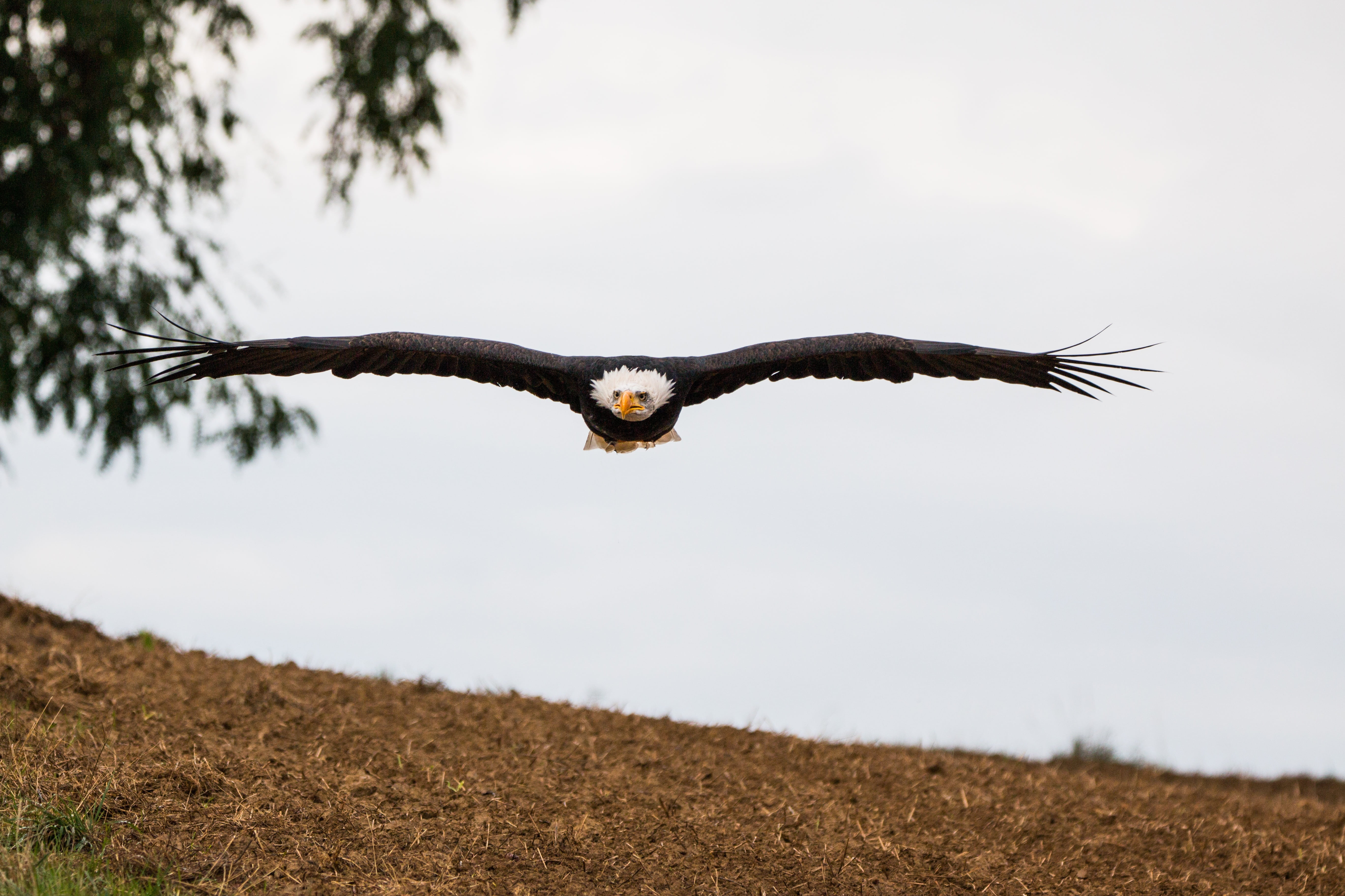 animal wildlife, raptor, falconry, haliaeetus leucocephalus, white tailed eagle, bald-eagle, heraldic animal, bill, 5K, vertebrate, coat of arms of bird, HD Wallpaper
