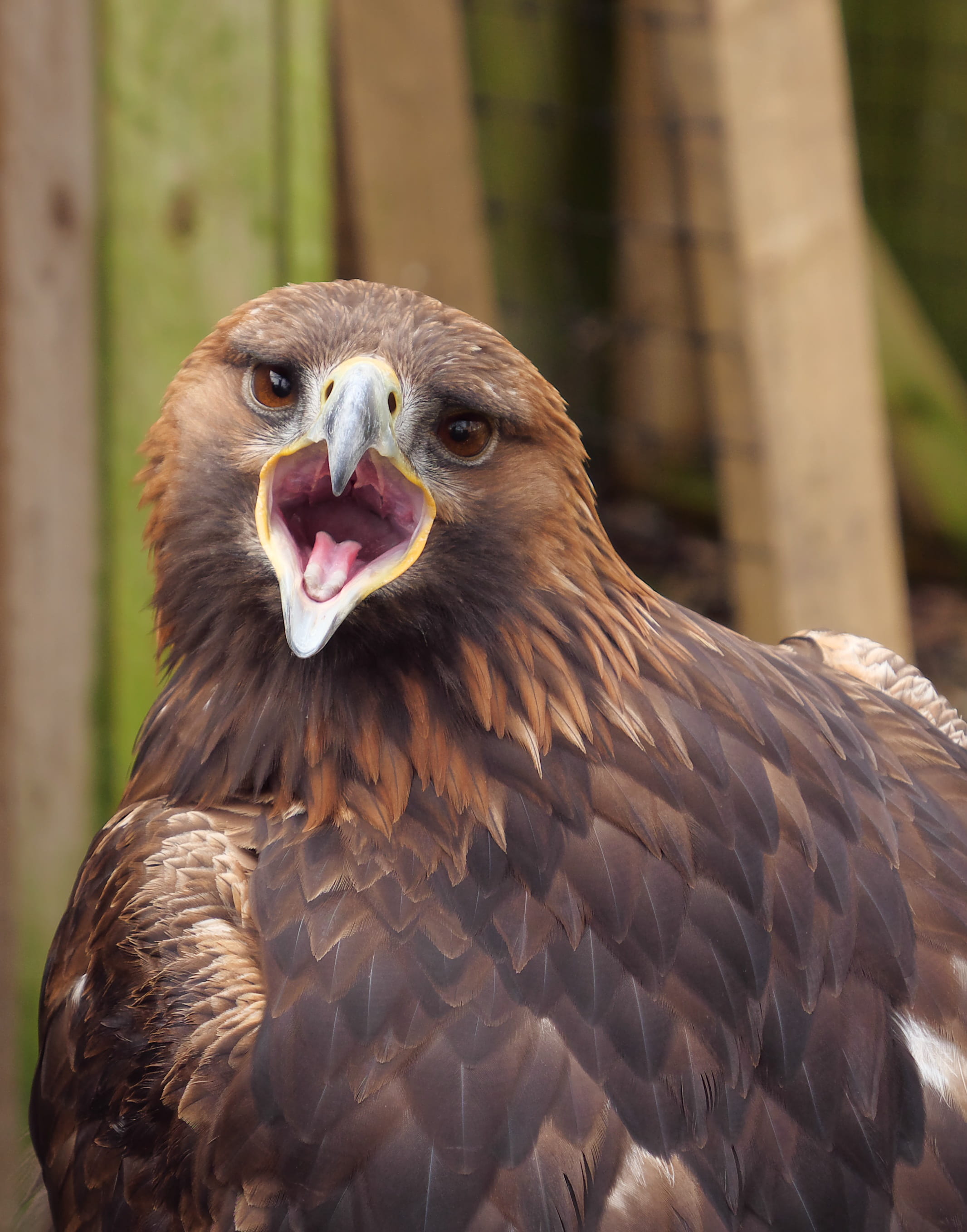 animal themes, beak, animal wildlife, eagle, one animal, brown, hawk, raptor, focus on foreground, mouth open, no people, hunter, 2K, eagle - bird, golden eagle, Phone HD Wallpaper