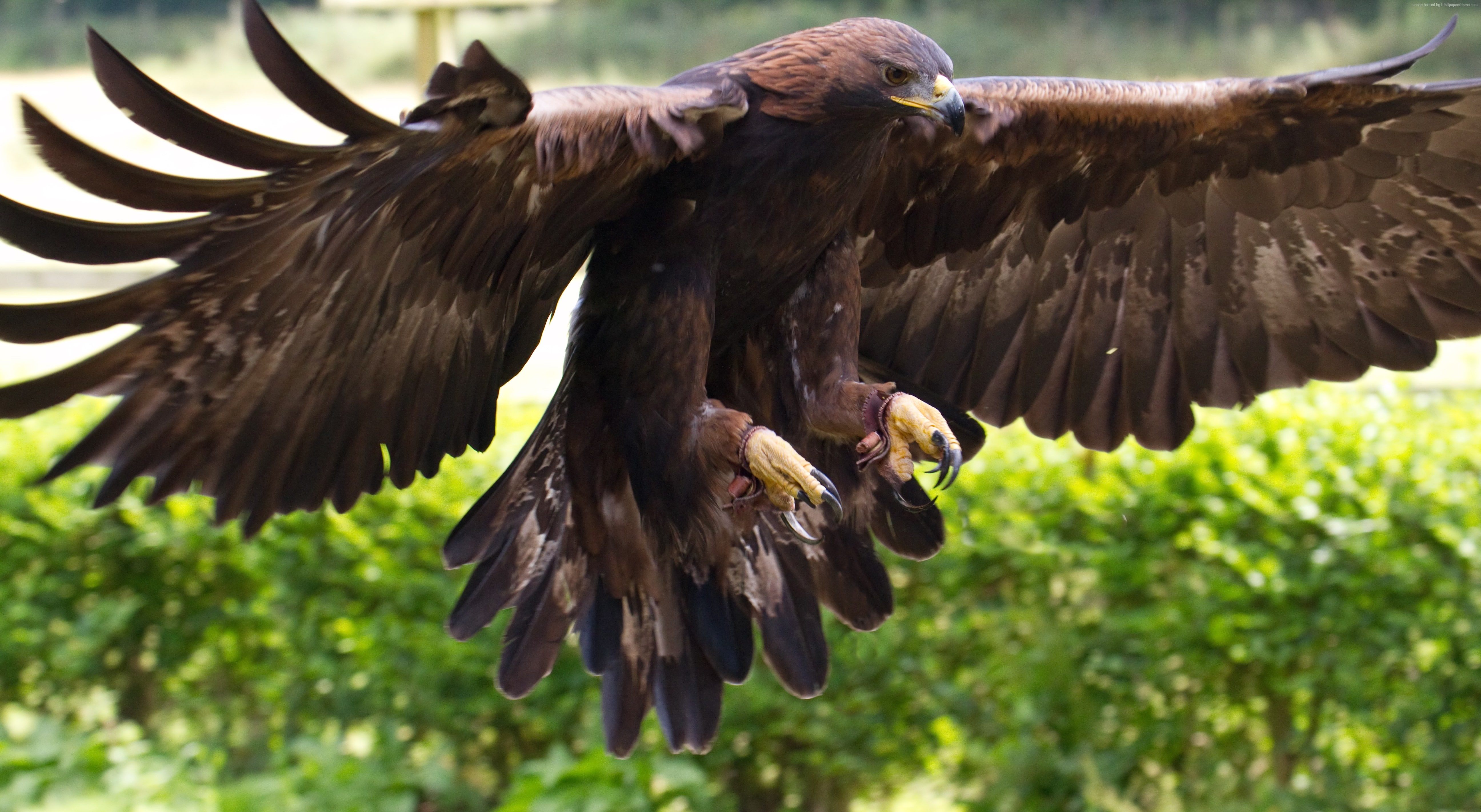 wings, 5K, brown, animal, bird, nature, green grass, Golden Eagle, Mexico, tourism, HD Wallpaper