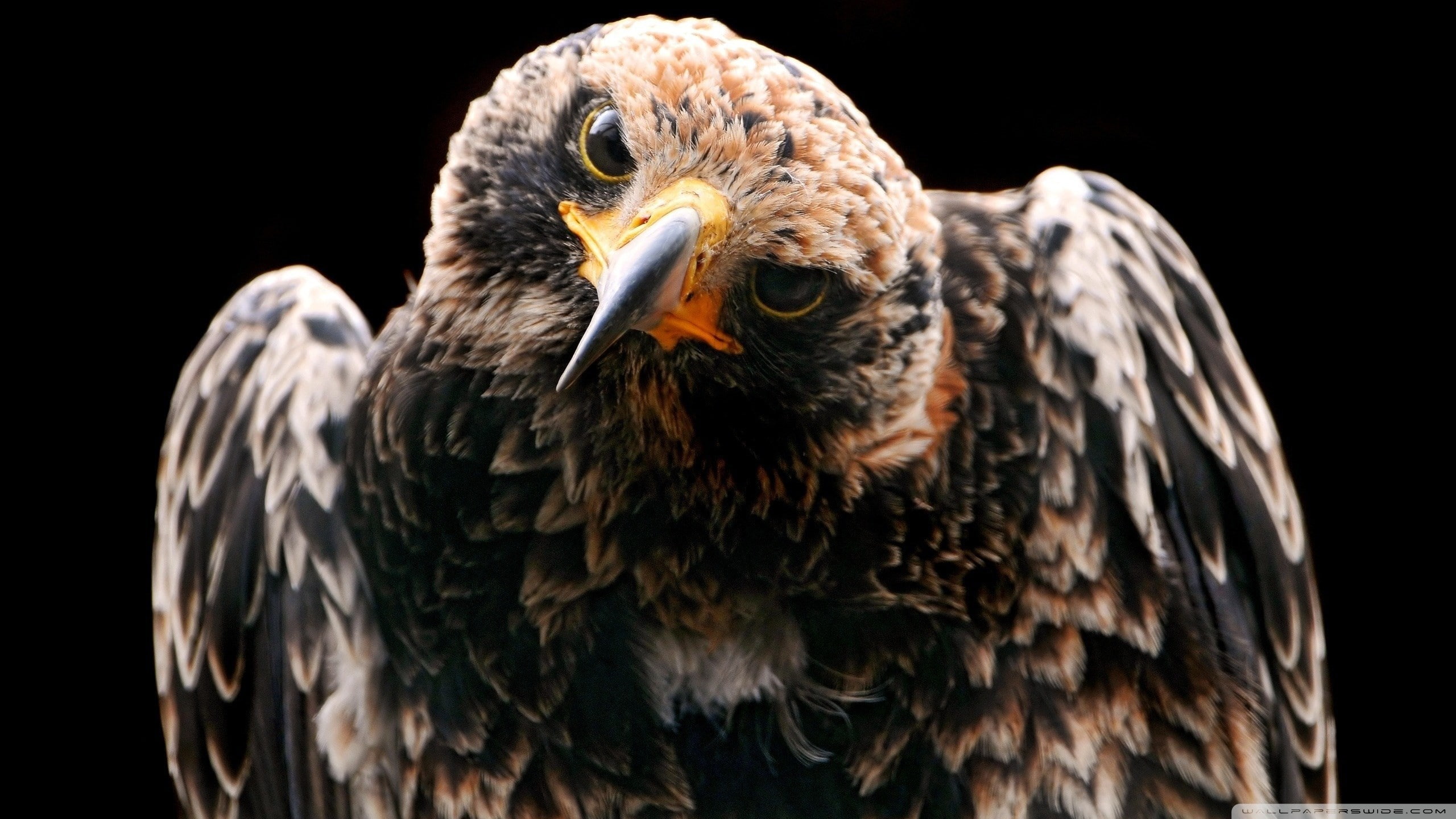 2K, golden eagle, HD Wallpaper