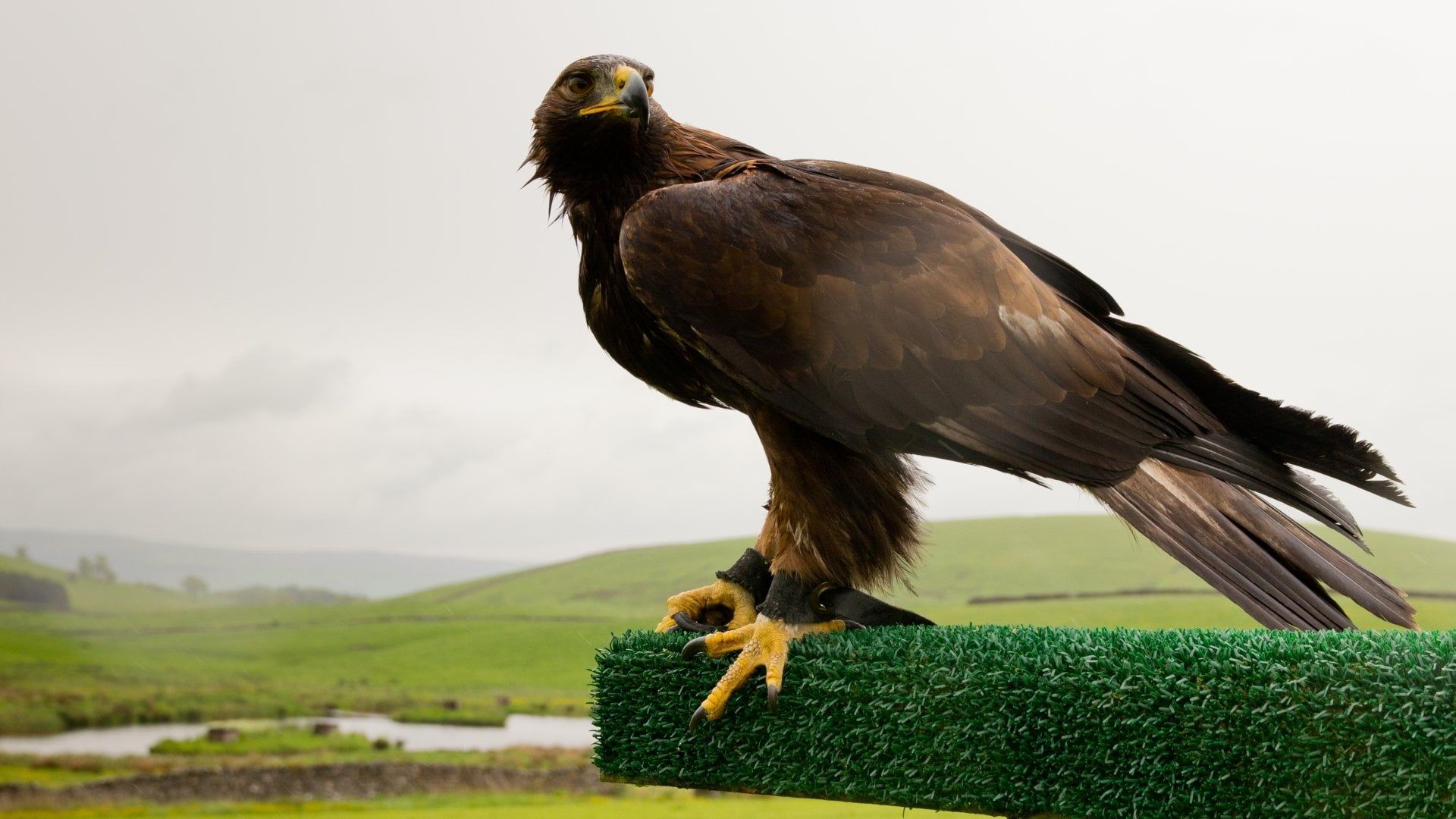 one animal, bird, vertebrate, day, no people, 1080P, land, Golden Eagle, grass, animal wildlife, mountain, plant, green color, animals in the wild, eagle, HD Wallpaper