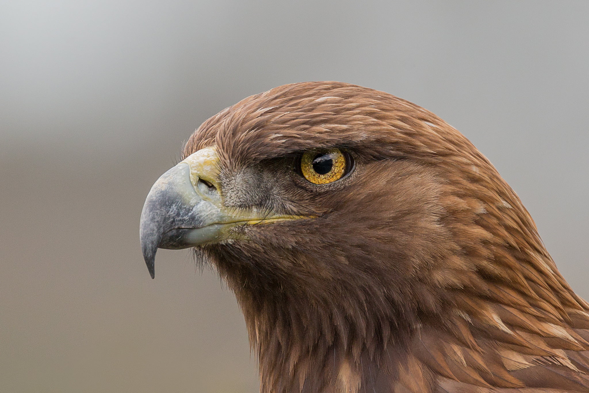 eagle, golden eagle, 1080P, eye, HD Wallpaper