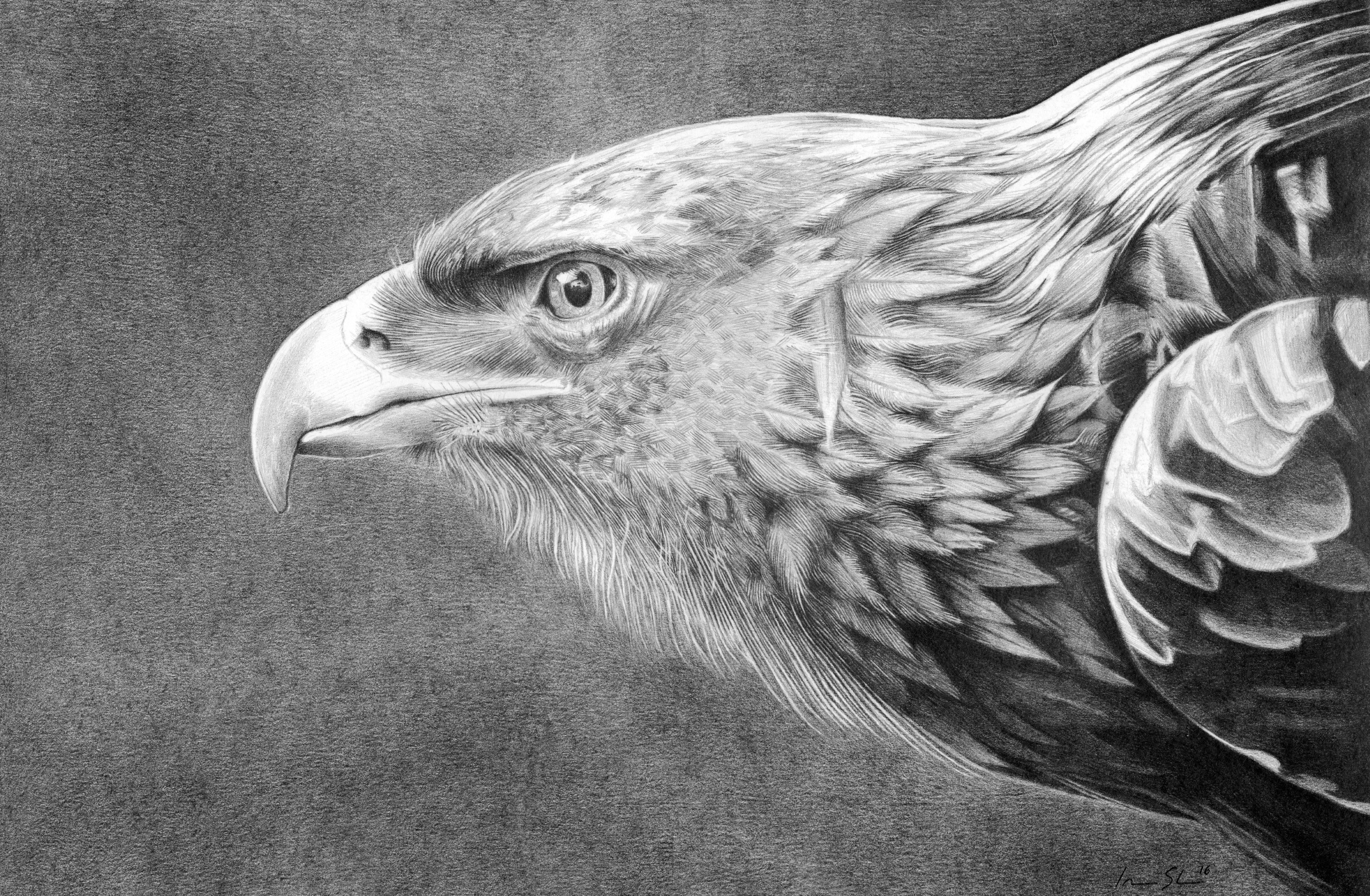 Drawing, Golden Eagle, Birds, 4K, HD Wallpaper