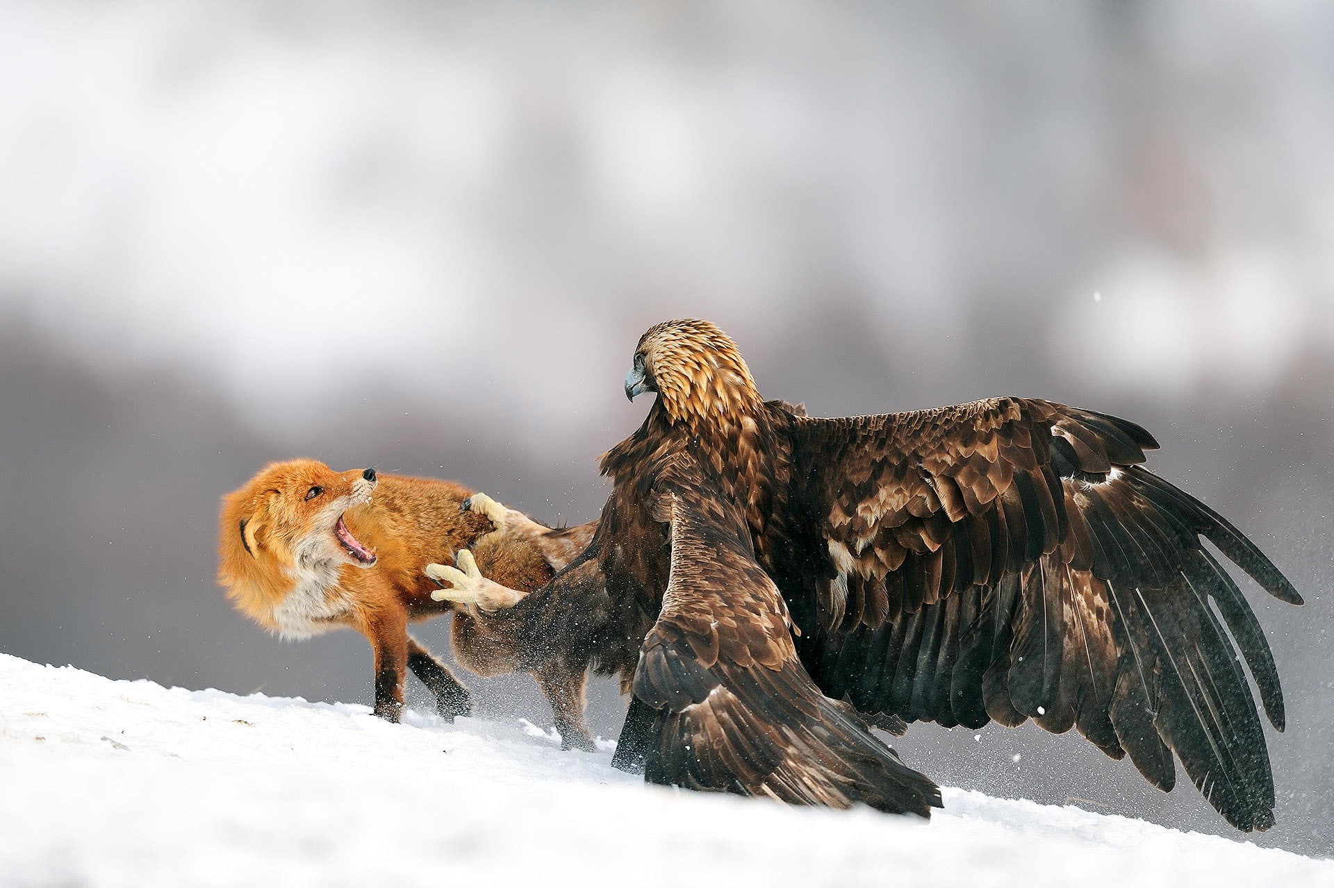 animals eagle fox fighting snow golden eagles birds, 1080P, HD Wallpaper