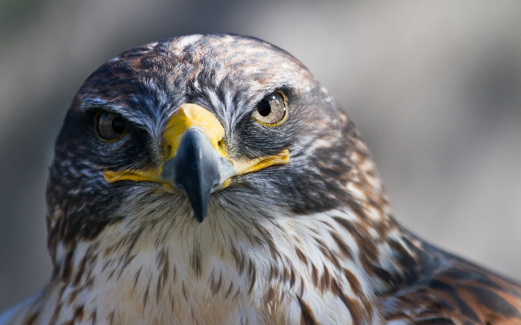animal wildlife, head, beak, one animal, day, bird, staring, nature, looking, 720P, feather, animals In The Wild, animals Hunting, majestic, golden, eagle, HD Wallpaper