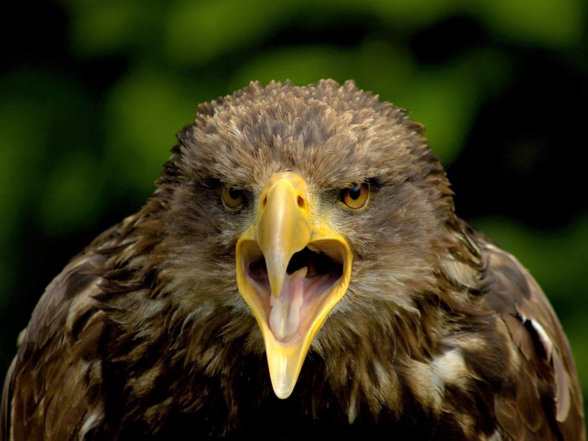 Bird, Eagle, Golden Eagle, Animal, 720P, Birds, Bird Of Prey, HD Wallpaper
