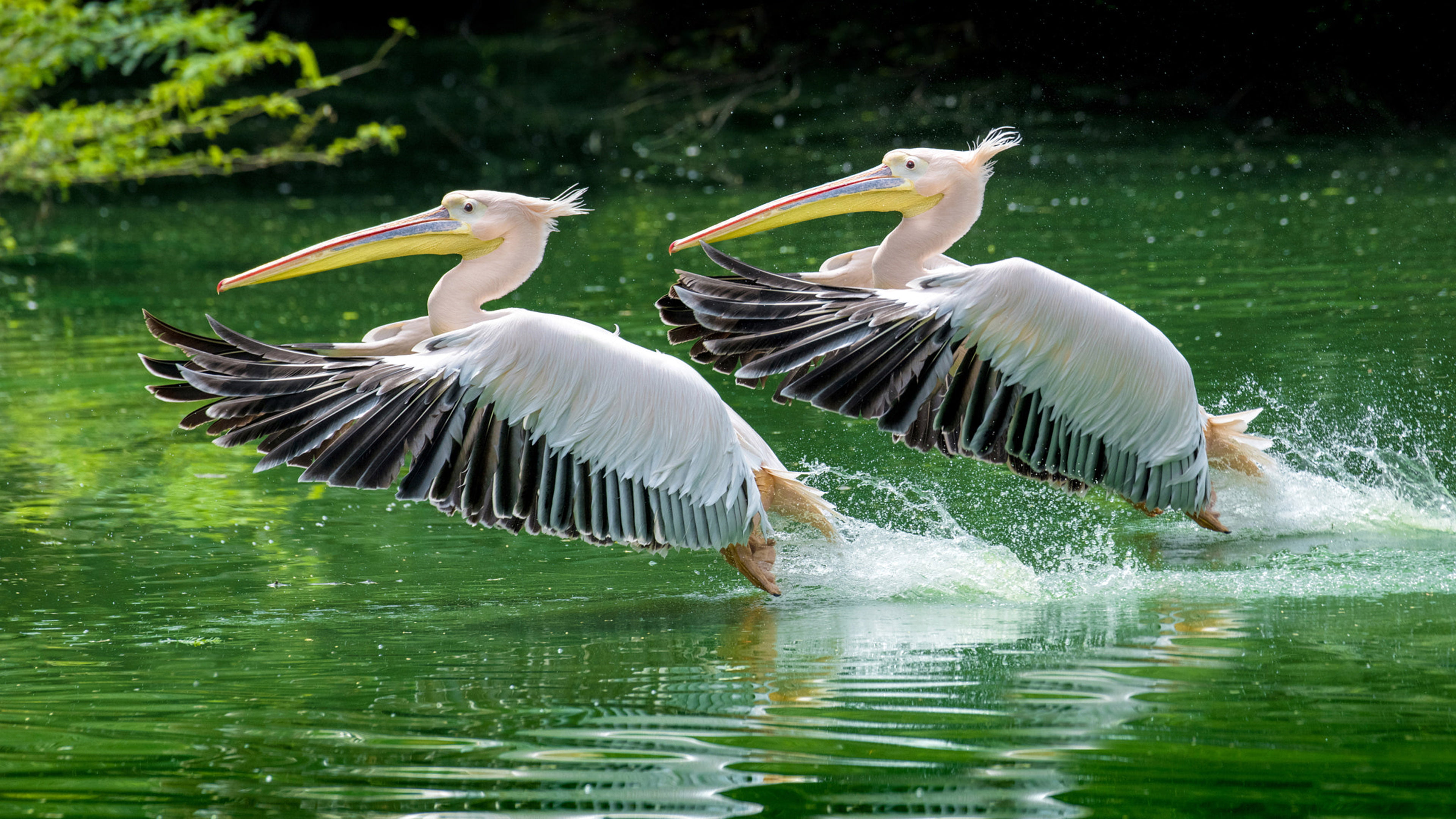 waterfront, hd, animal themes, spread wings, national, bird, outdoors, day, rosy, pelican, water, lake, takeoff, mobile, animal, zoo, flapping, desktop, HD Wallpaper