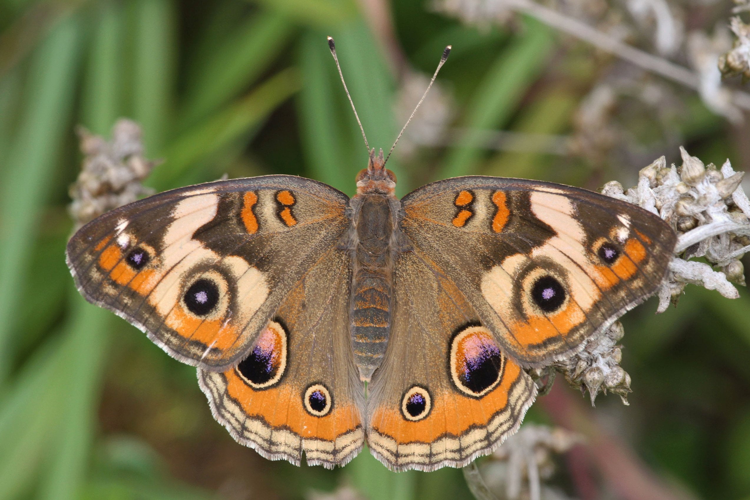 close-up, wildlife, buckeye, butterfly - Insect, 1080P, nature, Common Buckeye, closeup photography, egg, animal Wing, Proud, photography, Picnik, macro, HD Wallpaper