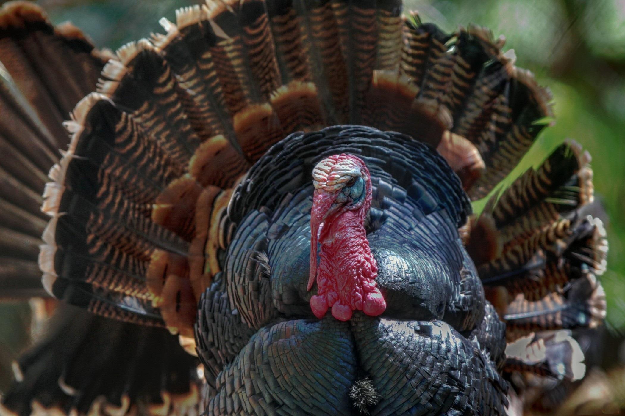 proud, napuszony, 1080P, animals, indyk, ptaki, turkey, zwierzeta, HD Wallpaper