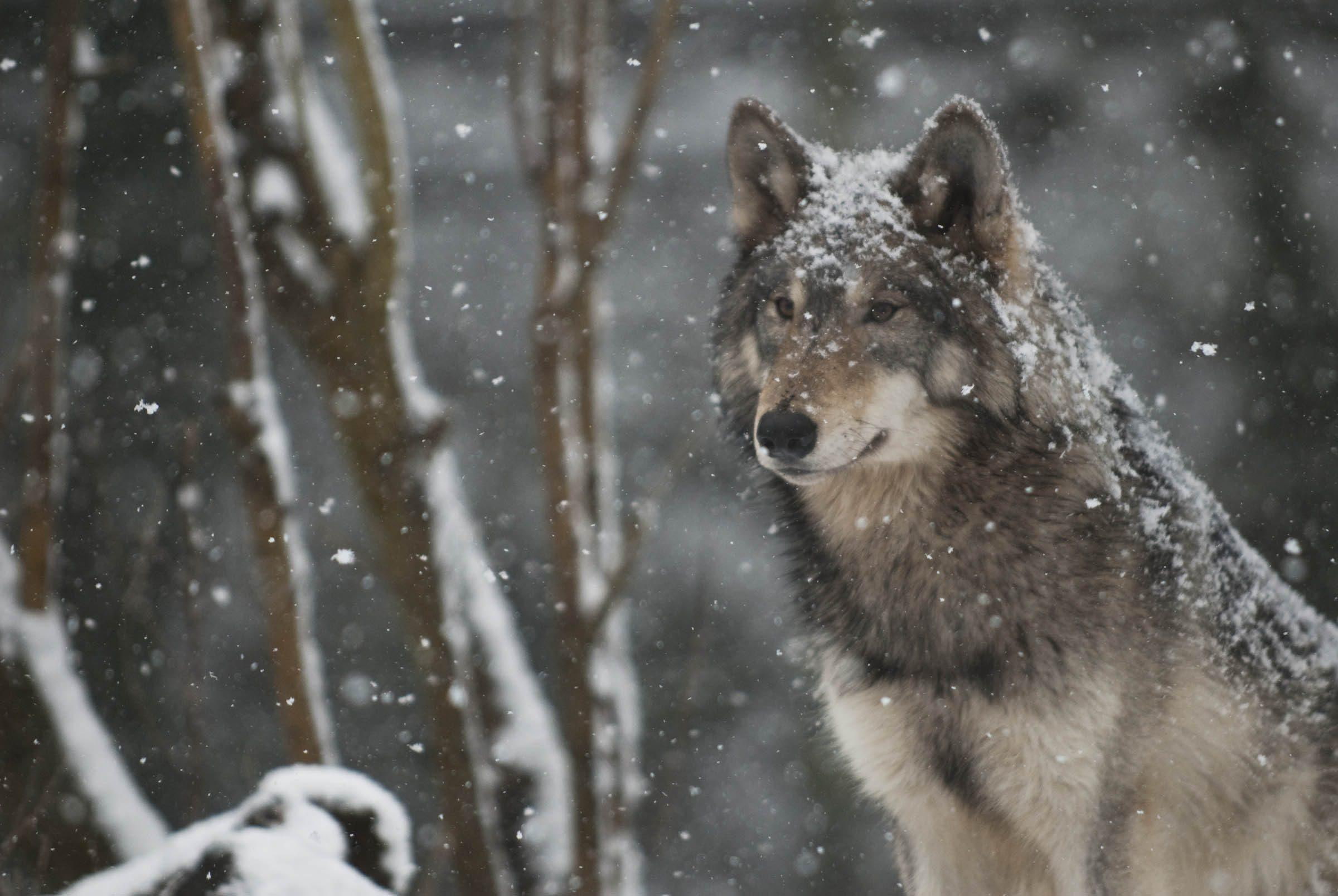 handsome, spirit, animals, wolf, 1080P, proud, HD Wallpaper