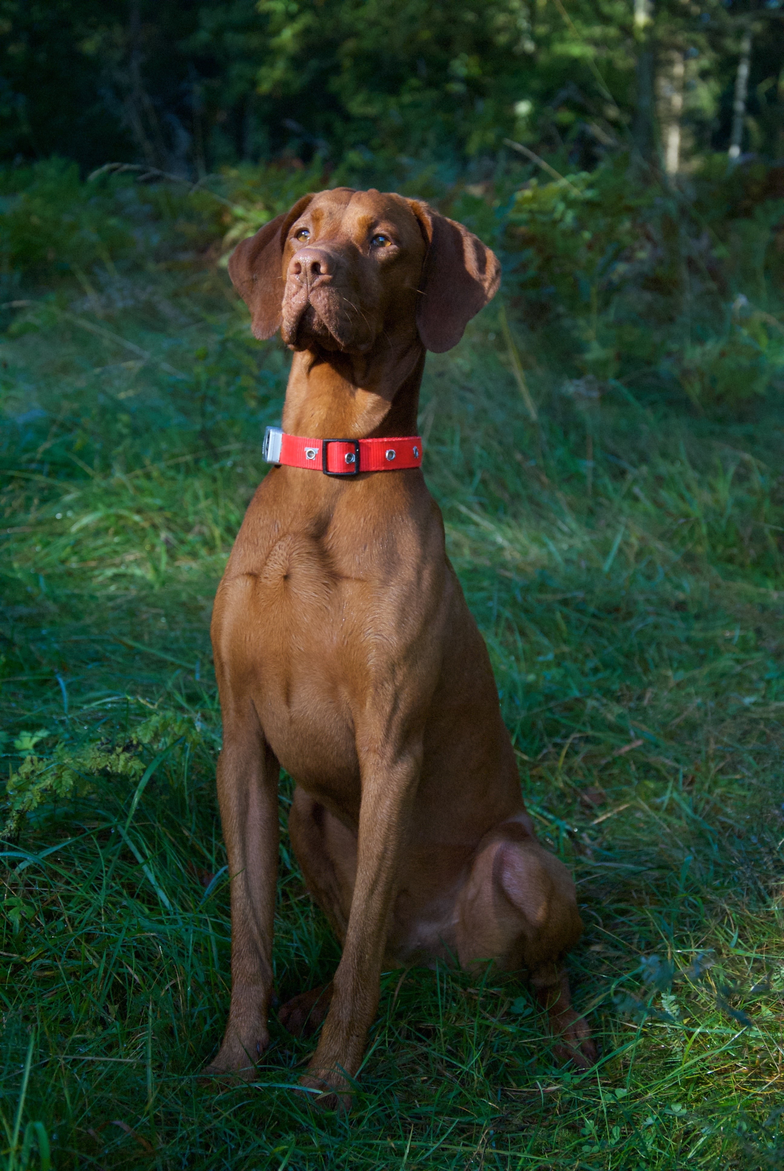portrait, necklace, land, animals, mammal, day, sitting, outdoors, grass, hunting, weimaraner, forest, morning, 4K, brown, field, no people, vertebrate, Phone HD Wallpaper