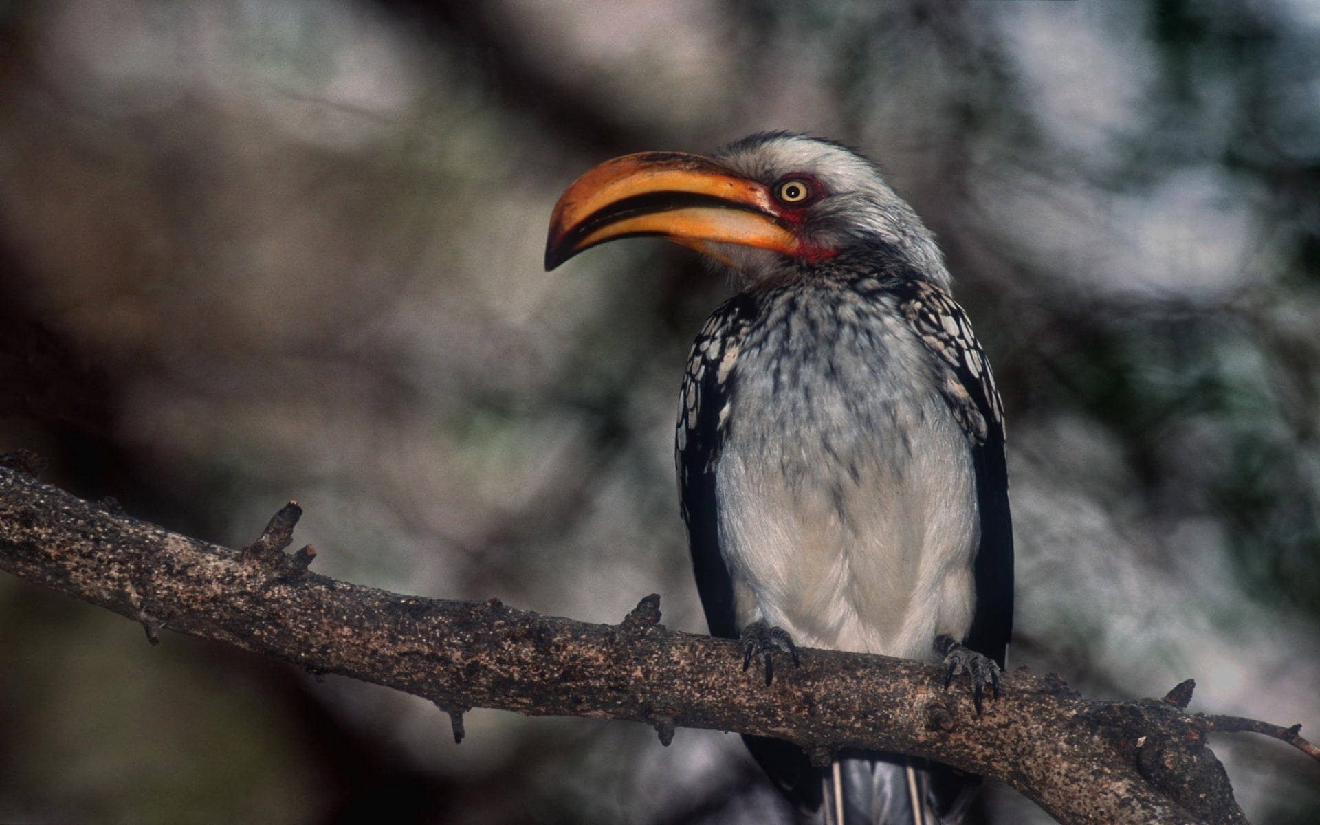 grey, 1080P, black, bird, proud, hornbill, HD Wallpaper