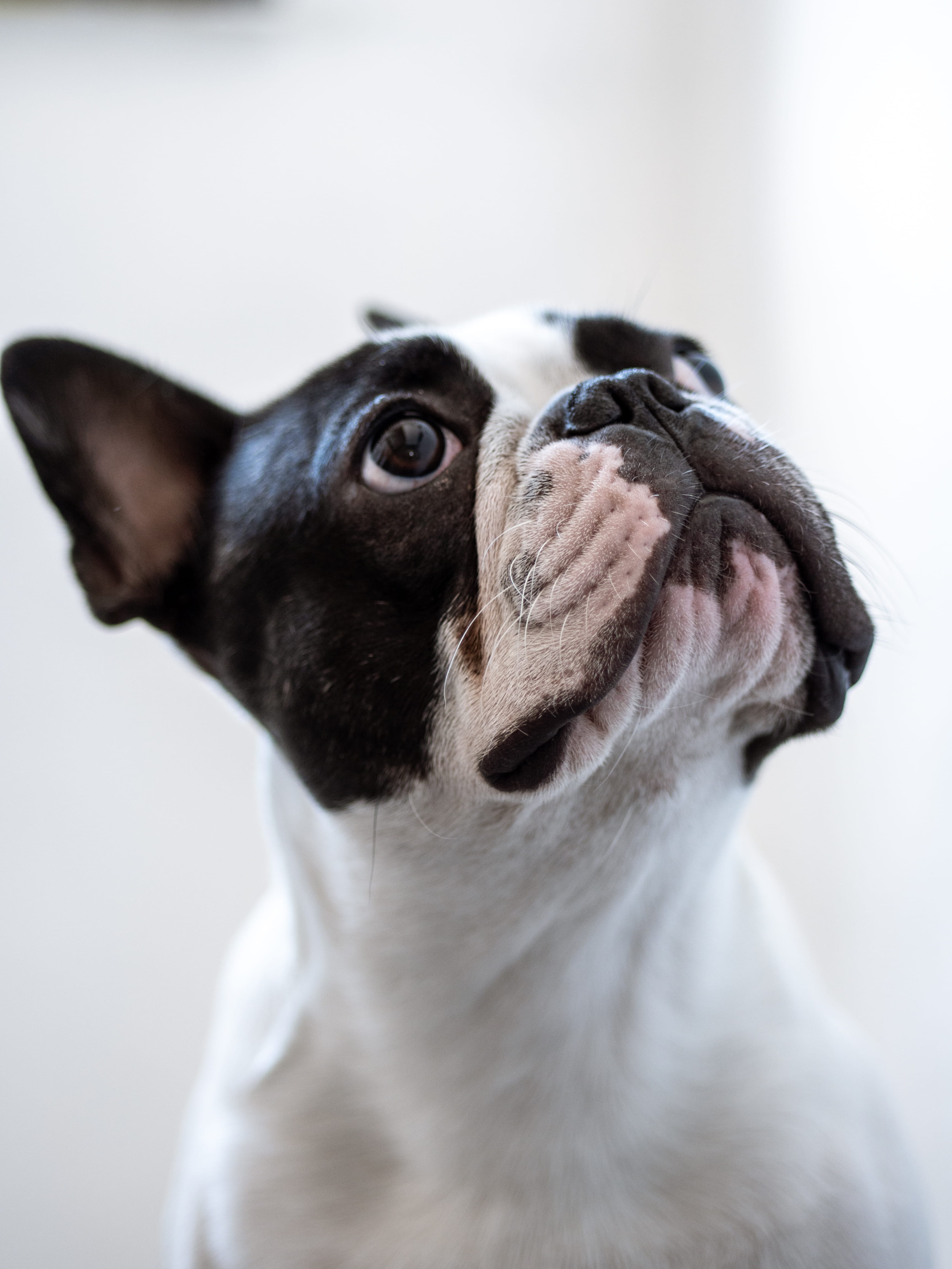 domestic animals, card, looking up, id, french, no people, animal mouth, bulldog, portrait, adorable, cute, domestic, animal, animal body part, pets, canine, Phone HD Wallpaper