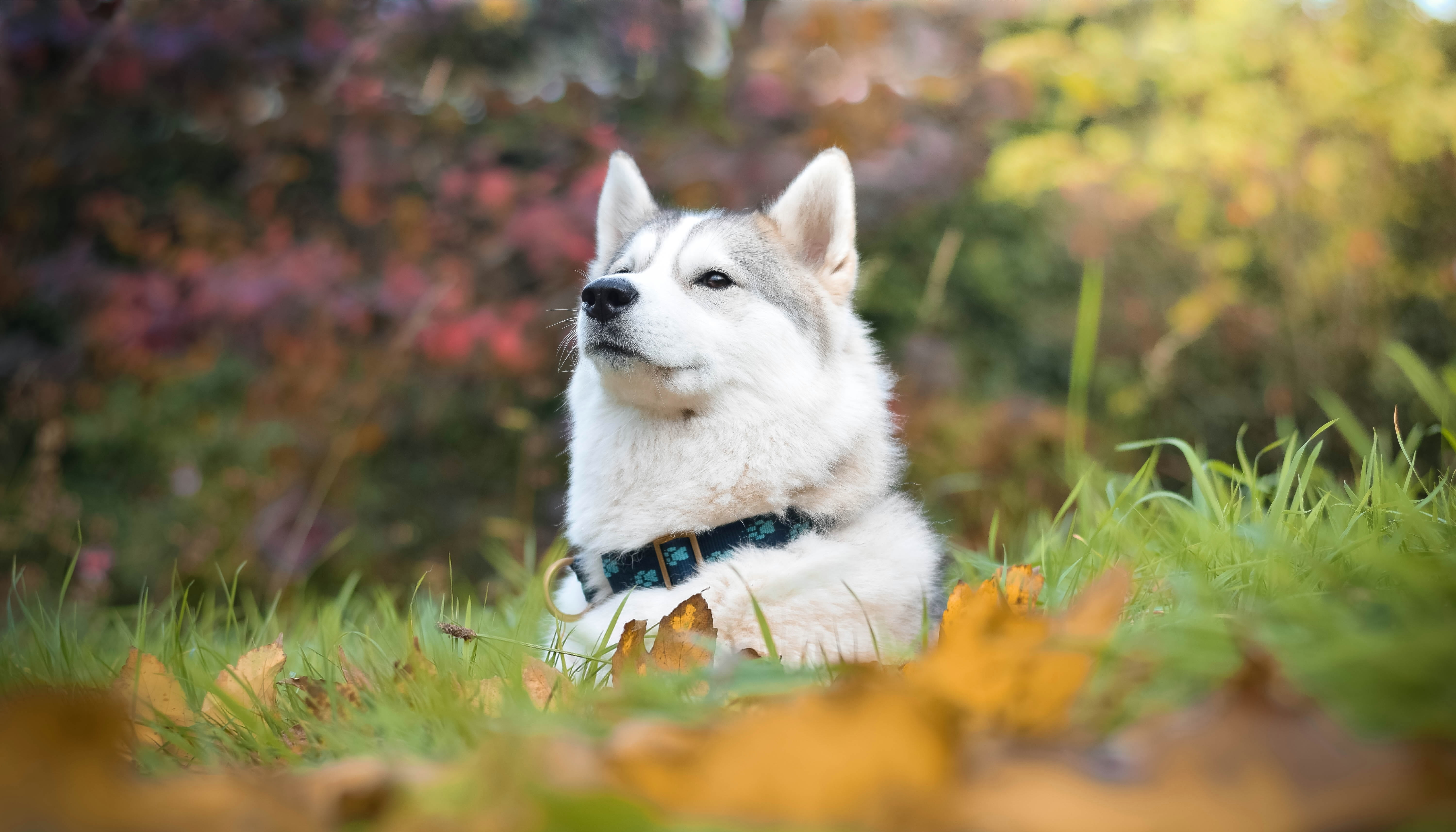canine, plant, husky, no people, face, proud, pets, selective focus, day, running, outdoors, pomeranian, white, grass, animal, field, animal head, 5K, HD Wallpaper