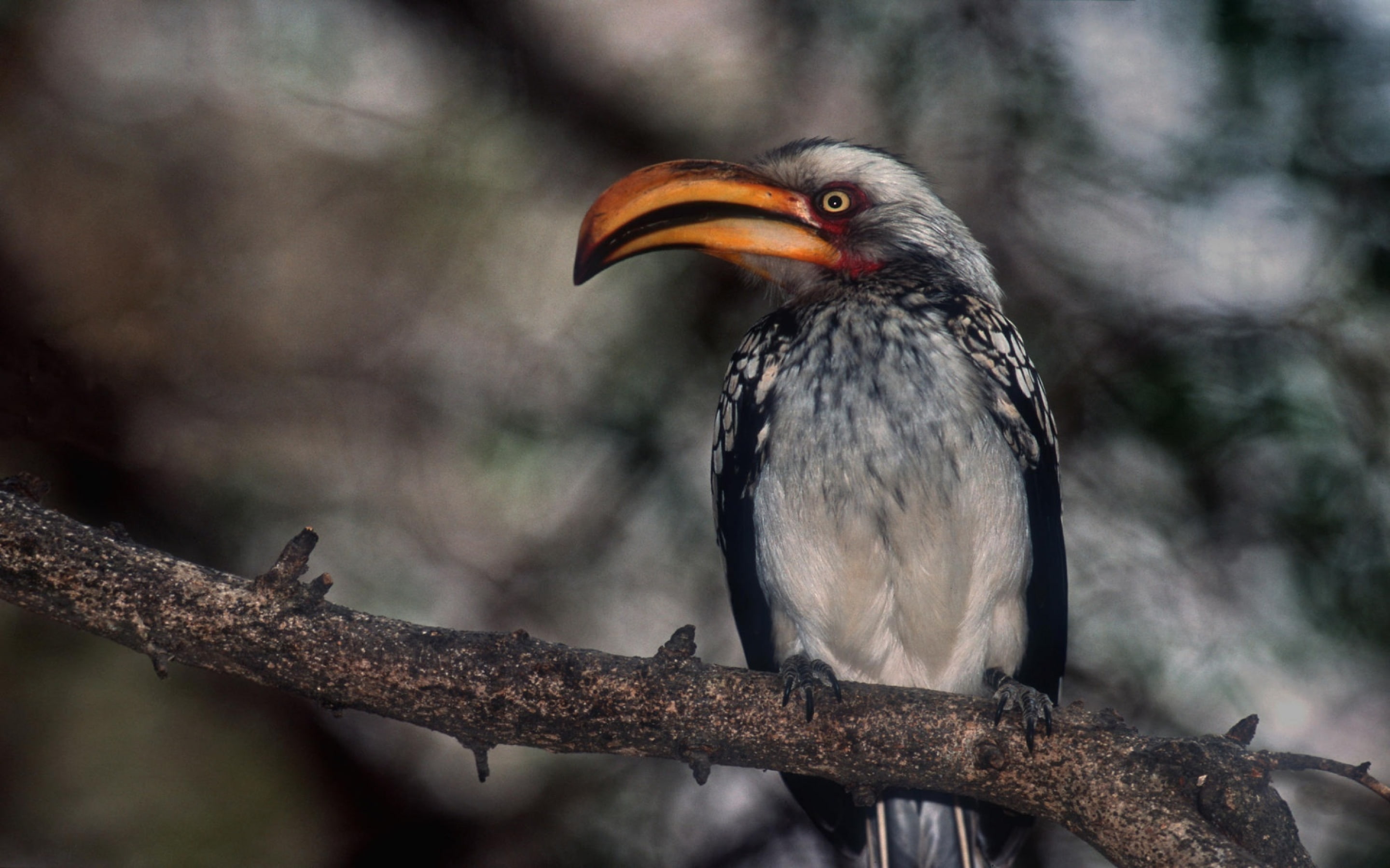 nature, looking, animal, animal themes, perching, plant, proud, branch, one animal, beak, 2K, Hornbill, focus on foreground, tree, day, vertebrate, animal body part, HD Wallpaper