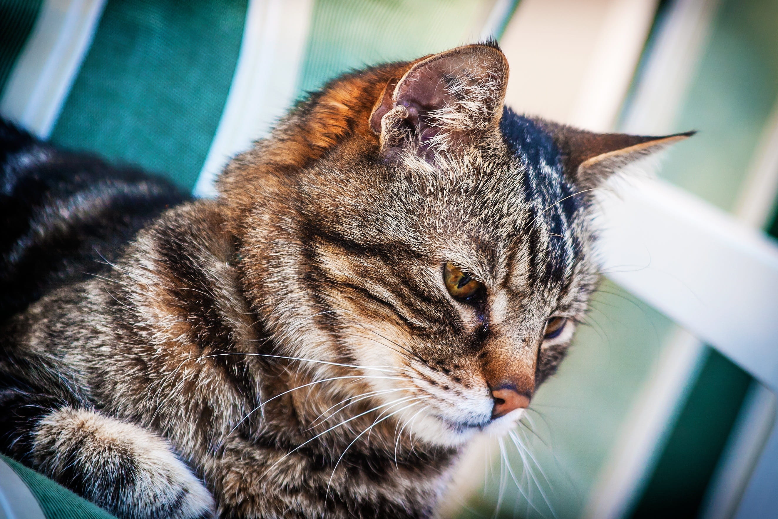 whiskers, proud, domestic, Furry, relaxation, beautiful, nose, cool, purr, striped, 2K, Fur, whisker, no people, eyes, animal themes, relaxed, animal head, HD Wallpaper