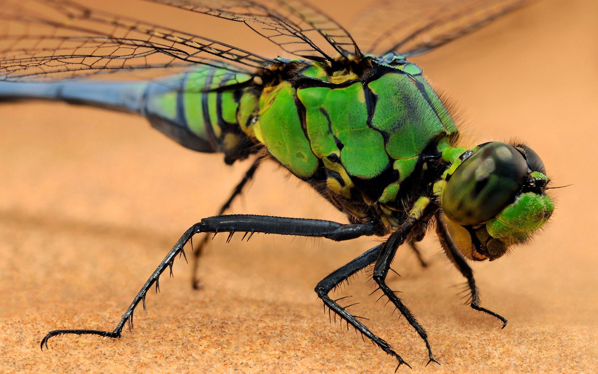 wildlife, dragonflies, insect, animals, 1080P, macro, HD Wallpaper