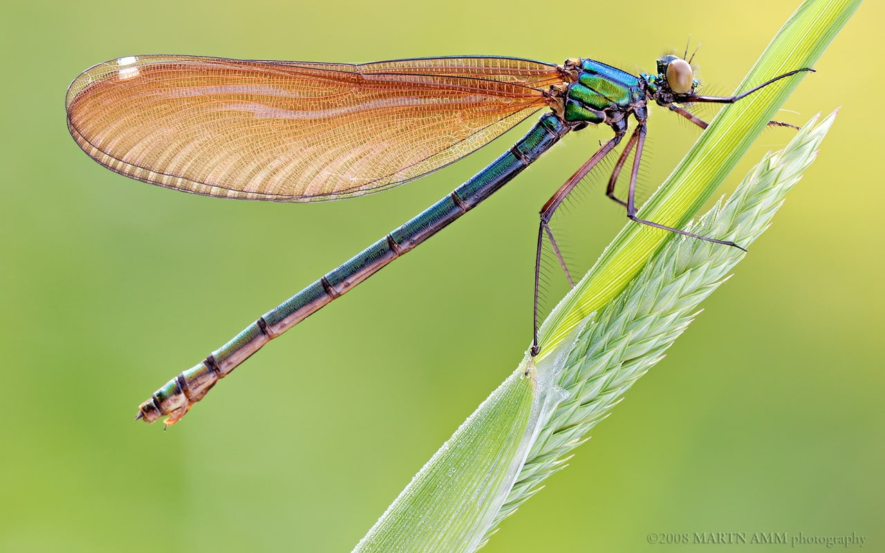 720P, dragonflies, animals, insect, leaves, plants, HD Wallpaper