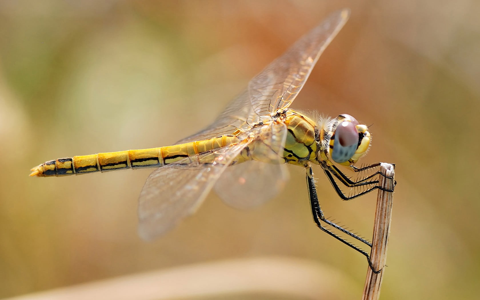 animal wing, no people, focus on foreground, animal, selective focus, dragonflies, 720P, necklace, yellow, nature, damselfly, day, dragonfly, outdoors, HD Wallpaper