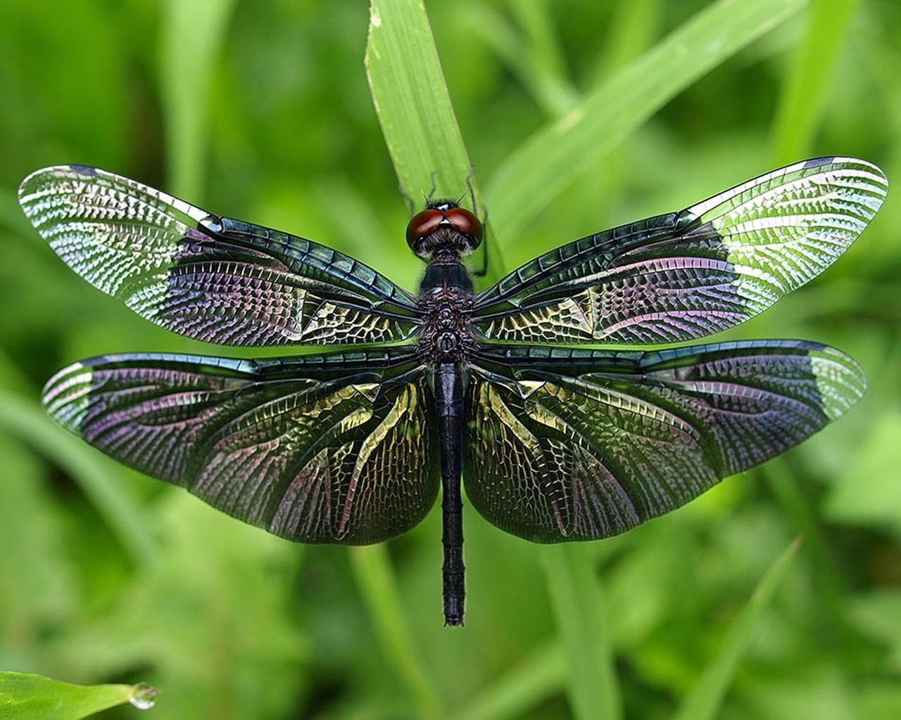 animal themes, purple, butterfly - insect, insect, outdoors, leaf, day, green color, animal, focus on foreground, animal wing, flower, animals in the wild, HD Wallpaper