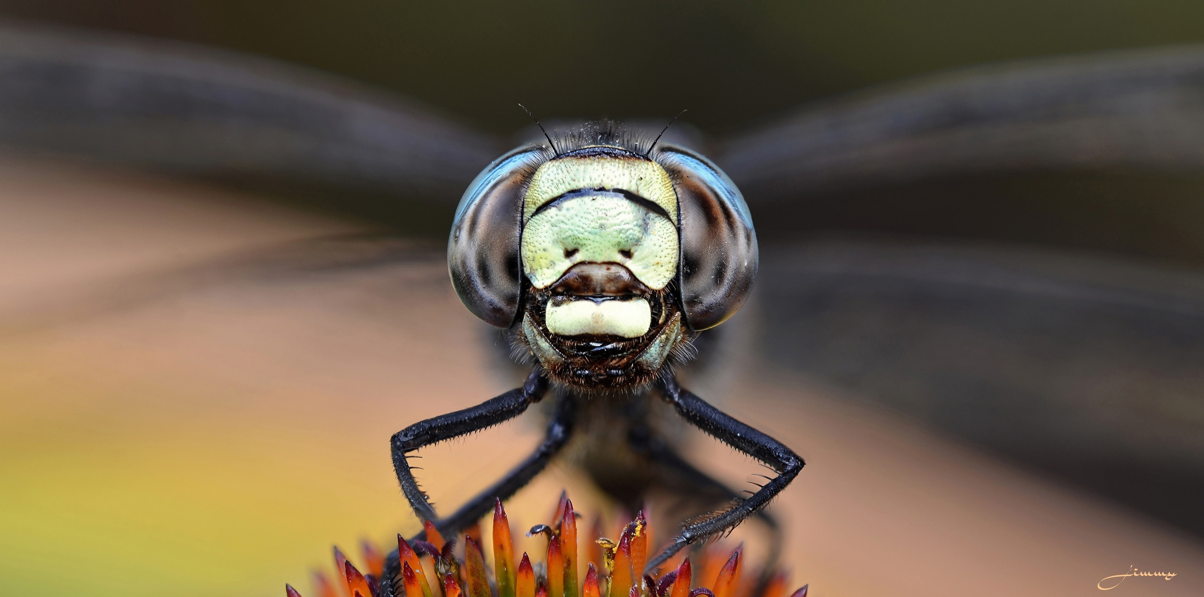 animals, one animal, animal wing, insect, focus on foreground, animal body part, animals in the wild, invertebrate, extreme close-up, outdoors, macro, nature, HD Wallpaper