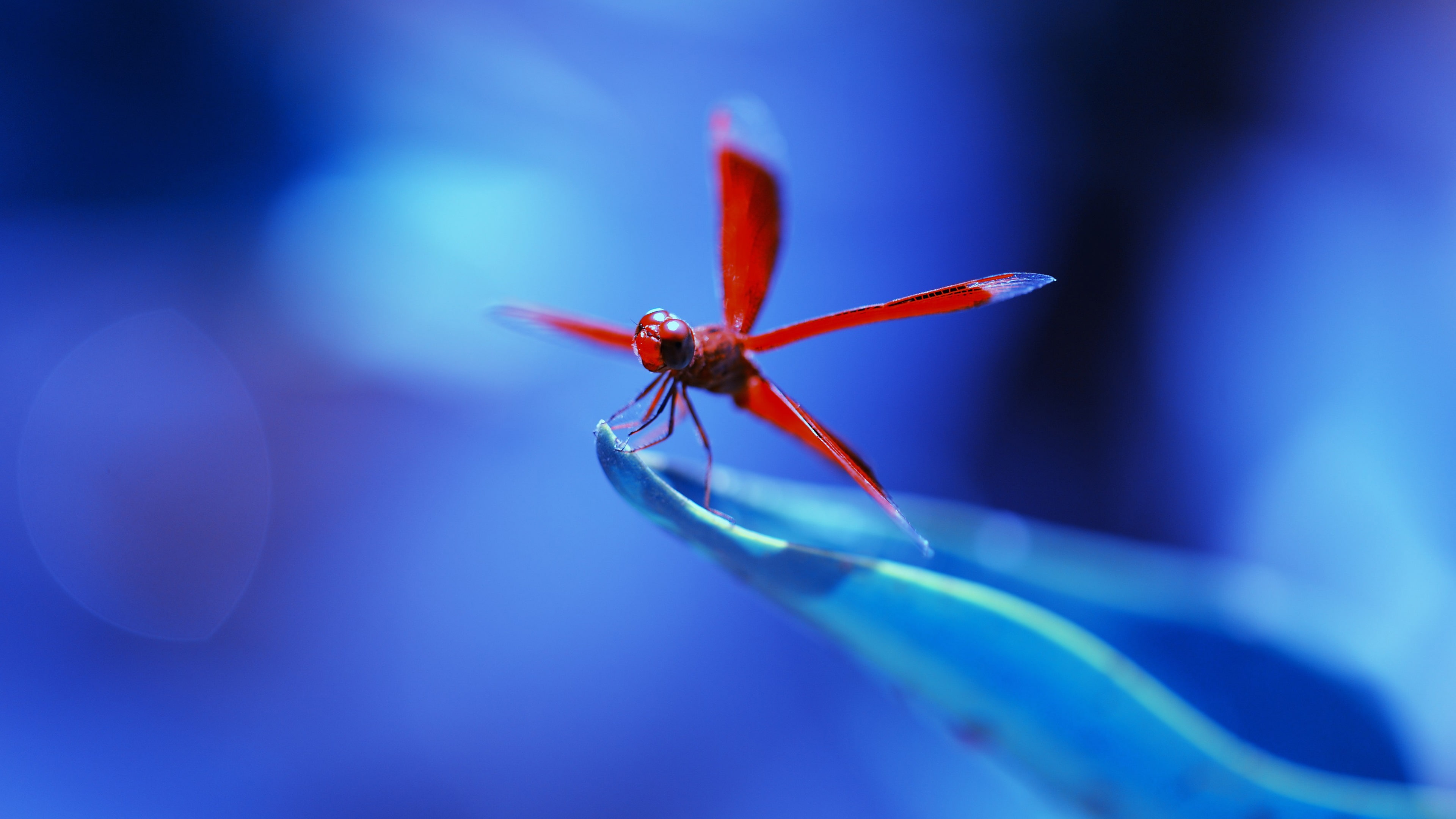 Red, Background, 4K, Dragonfly, Blue, HD Wallpaper