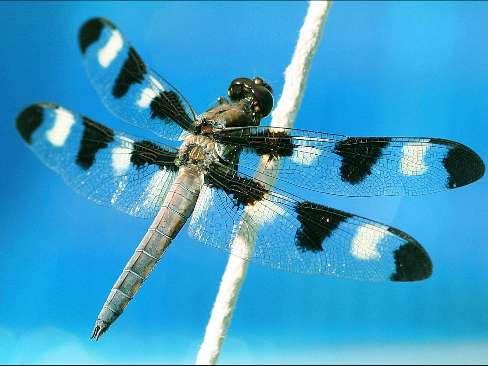 720P, dragonflies, HD Wallpaper