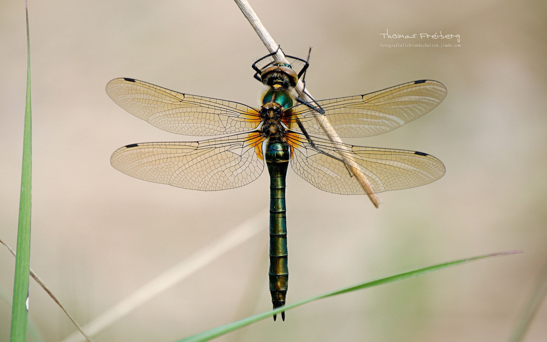insect, 1080P, dragonflies, animals, nature, HD Wallpaper