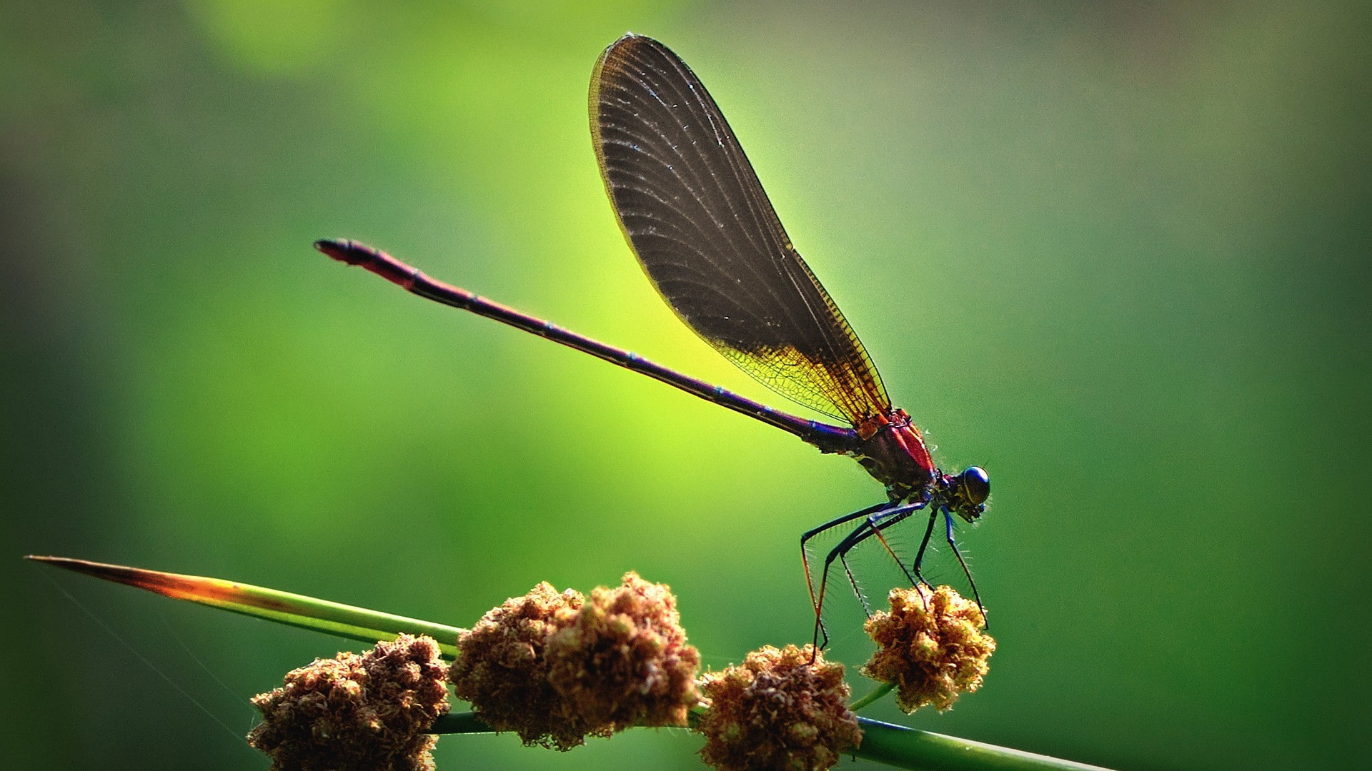 artwork, plants, animals, dragonflies, flying, macro, insect, 1080P, nature, green, HD Wallpaper