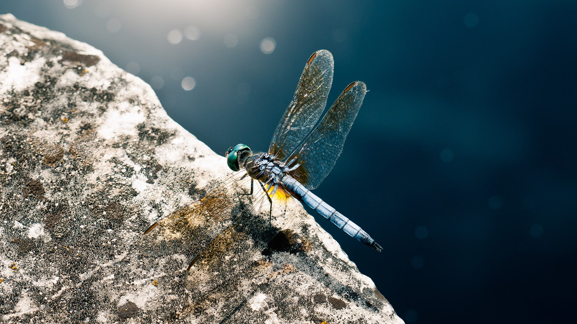 animals, insect, dragonflies, 1080P, HD Wallpaper