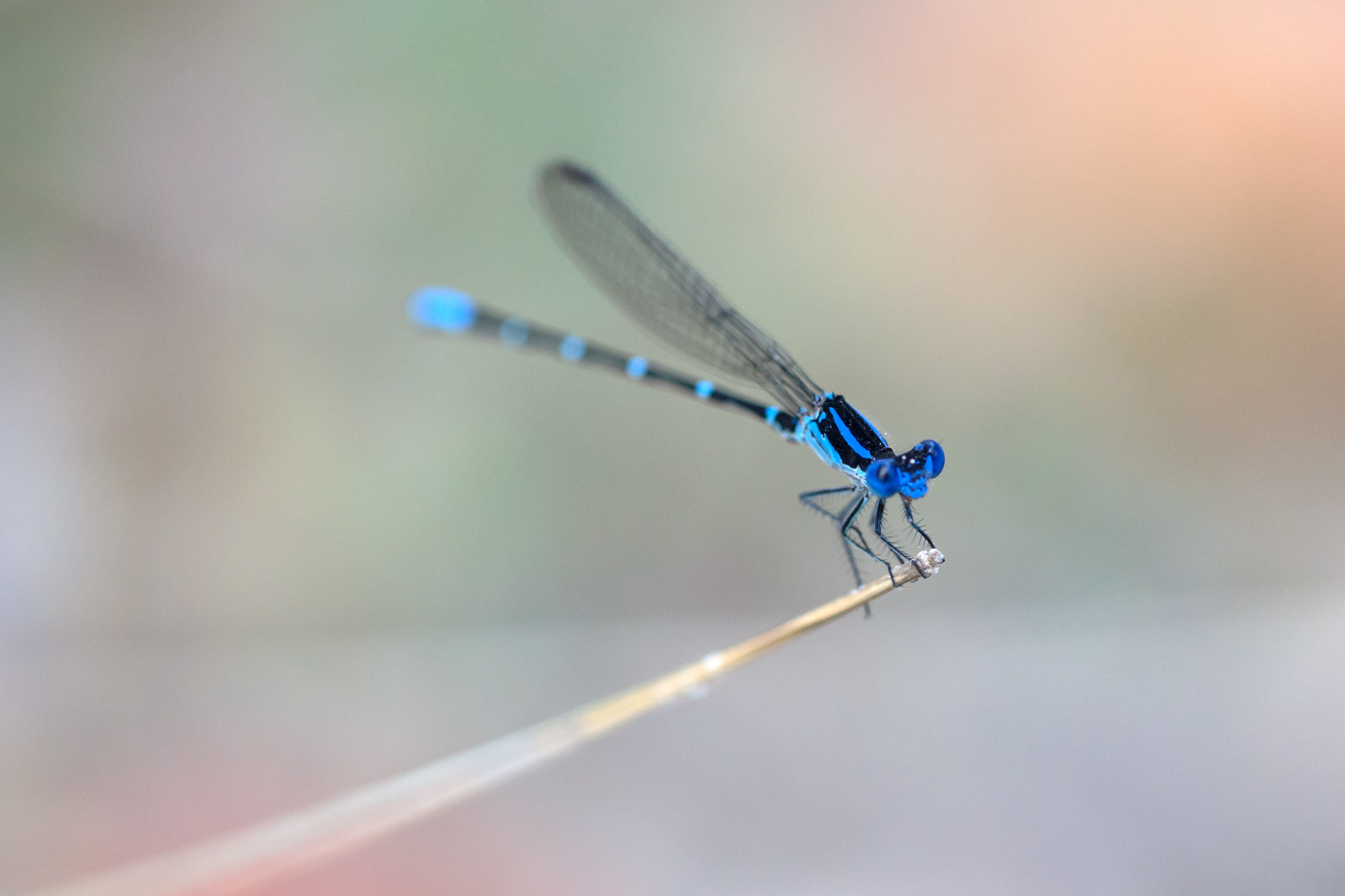 dragonflies, blue, 2K, macro, insect, animals, HD Wallpaper