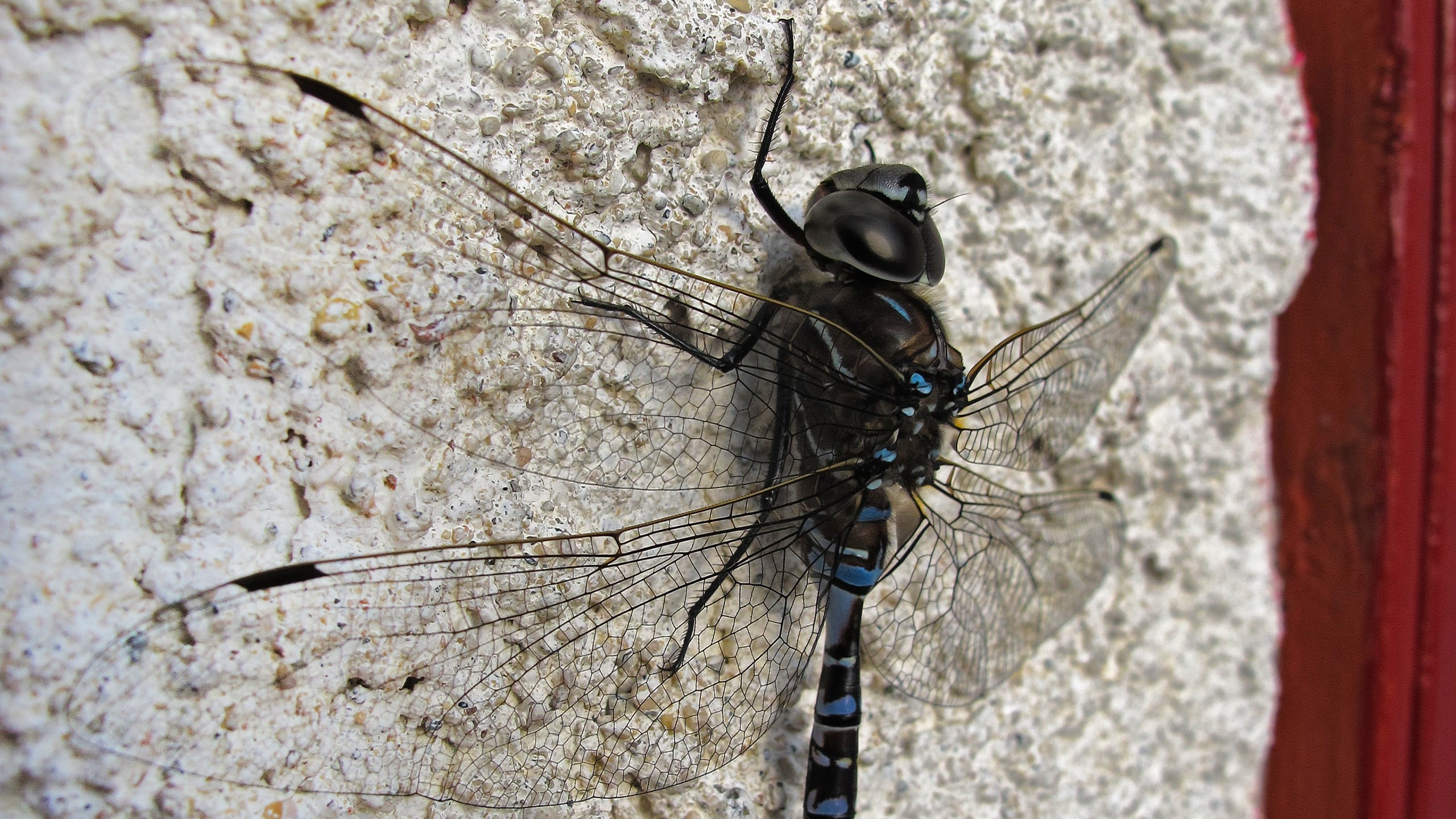 focus on foreground, blue, insect, wall - building feature, close-up, invertebrate, no people, outdoors, black, wall, depth of field, textured, animal, HD Wallpaper