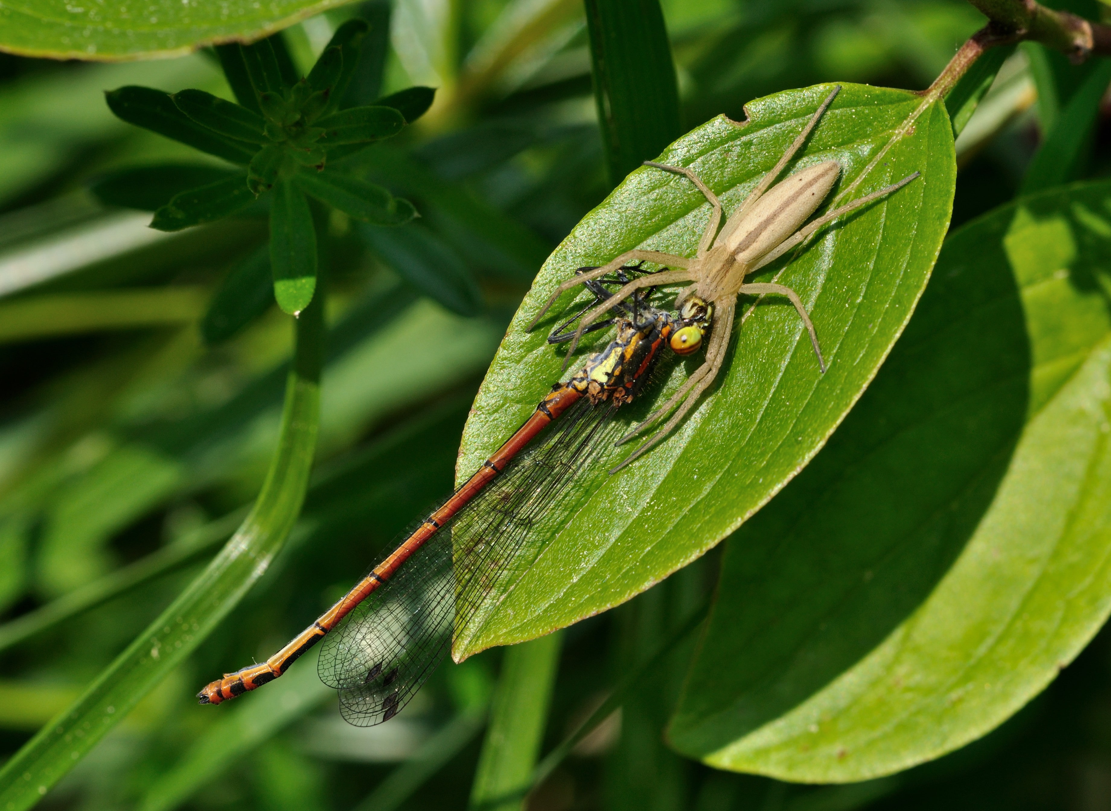 animal, focus on foreground, plant, leaf, 2K, no people, dragonflies, plant part, spider, outdoors, close-up, nature, animal themes, animal wildlife, beauty in nature, HD Wallpaper