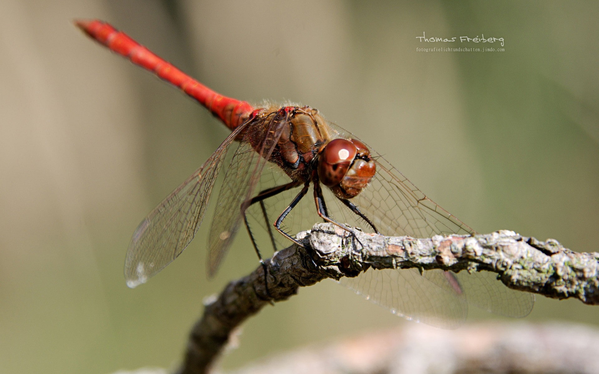 tree, animals, animal themes, nature, outdoors, dragonfly, plant, branch, perching, no people, animal wildlife, twig, invertebrate, 1080P, close-up, focus on foreground, HD Wallpaper