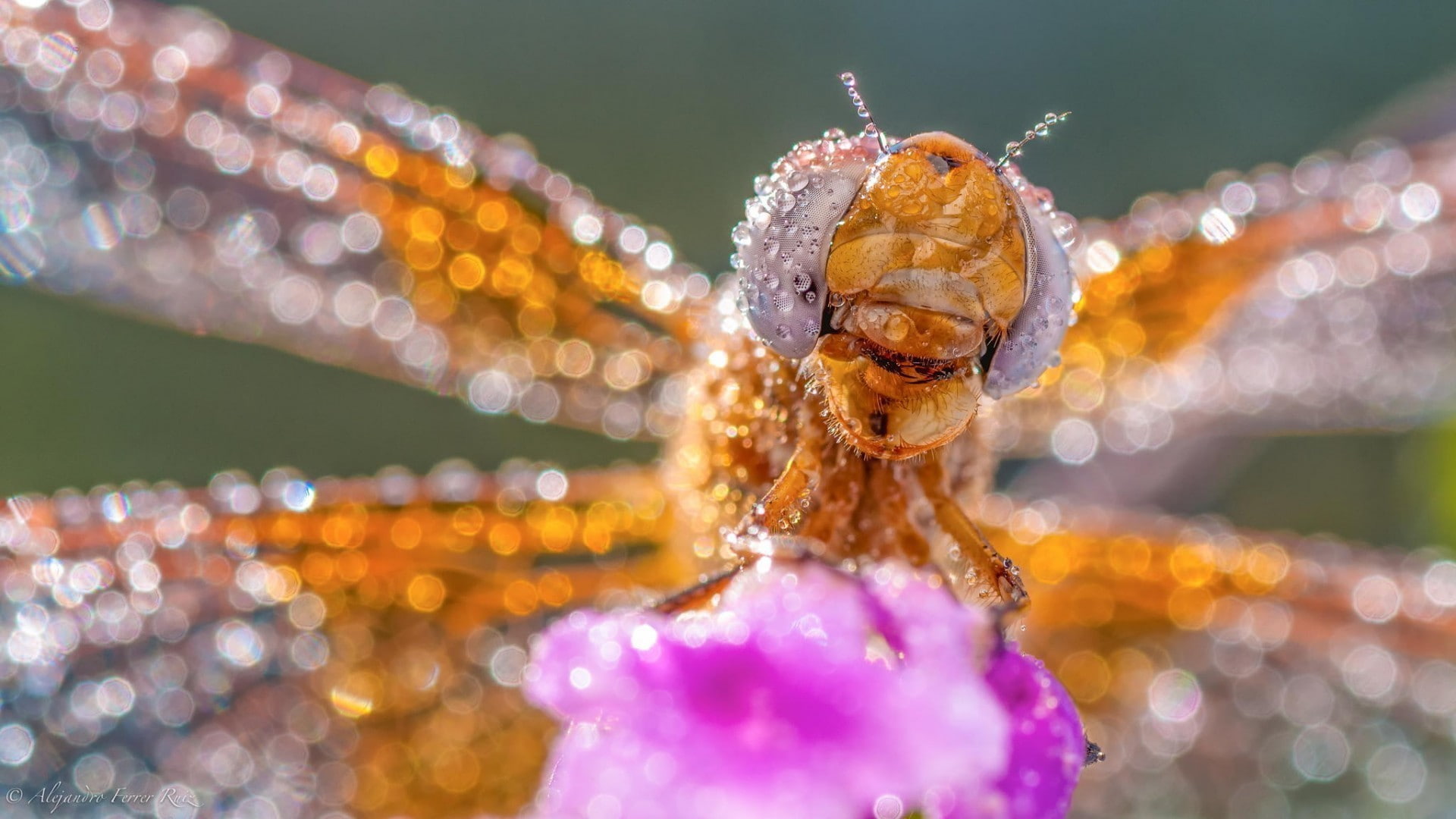day, vulnerability, drop, butterfly - insect, outdoors, animals, animal wing, selective focus, macro, focus on foreground, beauty in nature, plant, invertebrate, HD Wallpaper