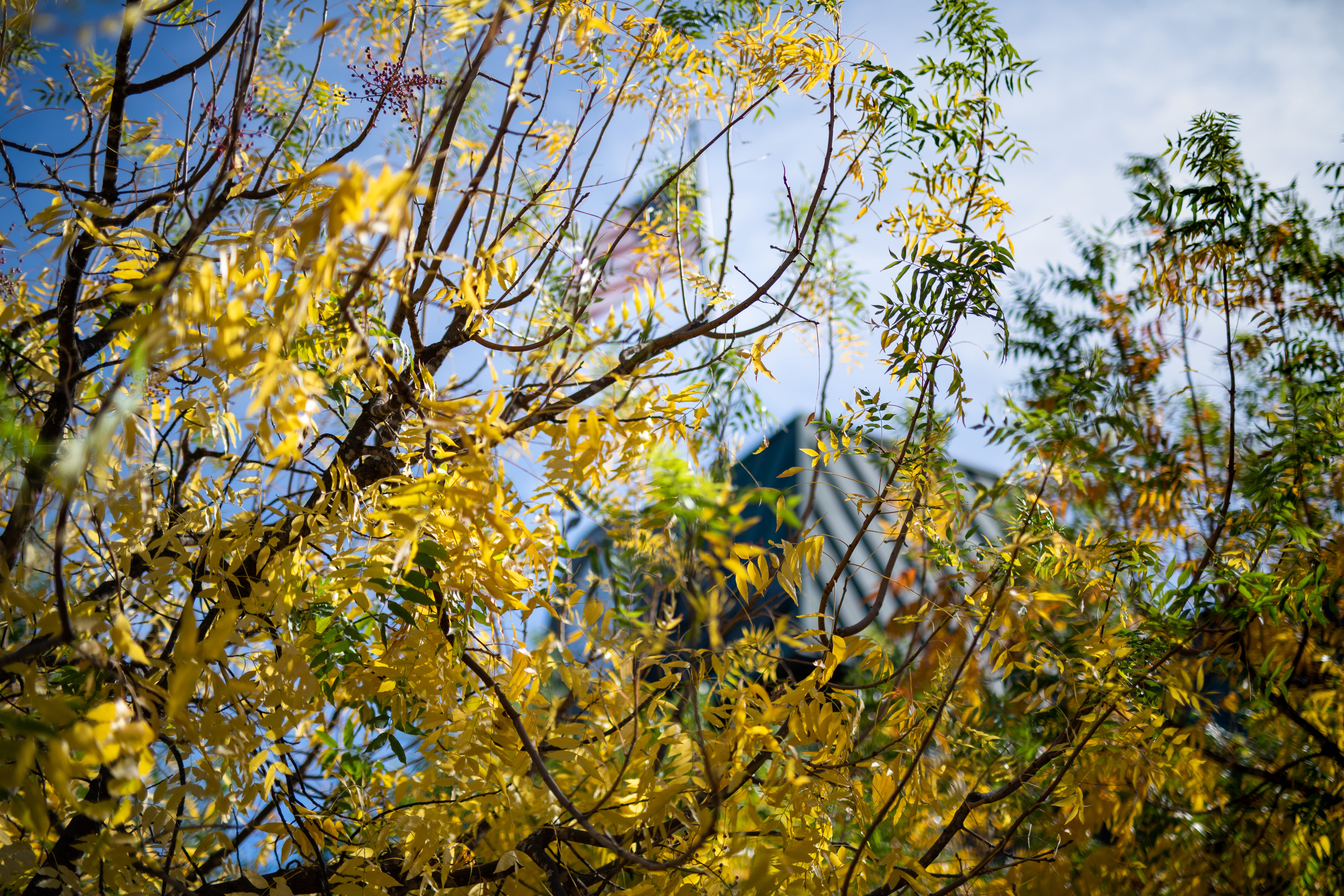 tree, branch, close-up, geyserville, yellow, growth, plant, low angle view, no people, sonoma, tranquility, alexandervalley, plant part, sunlight, nature, HD Wallpaper